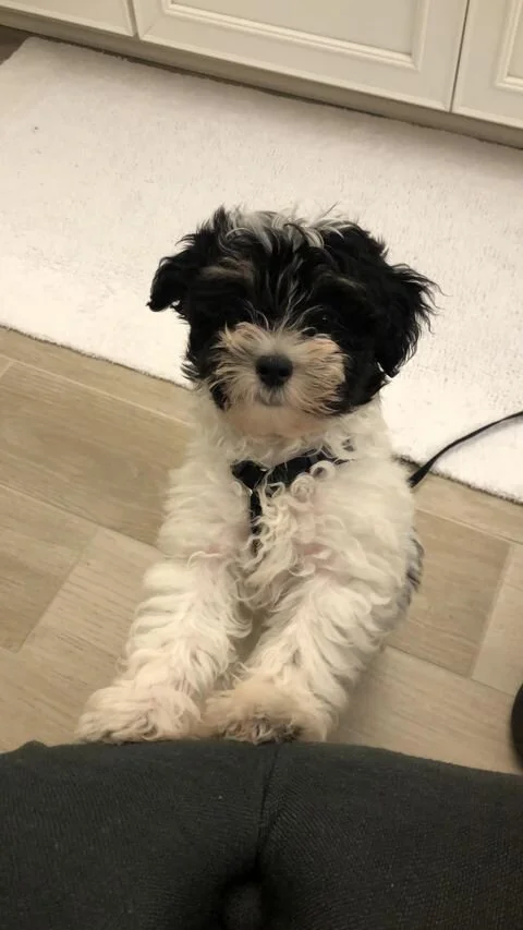Black and White Maltipoo Standing on its Hind-legs.