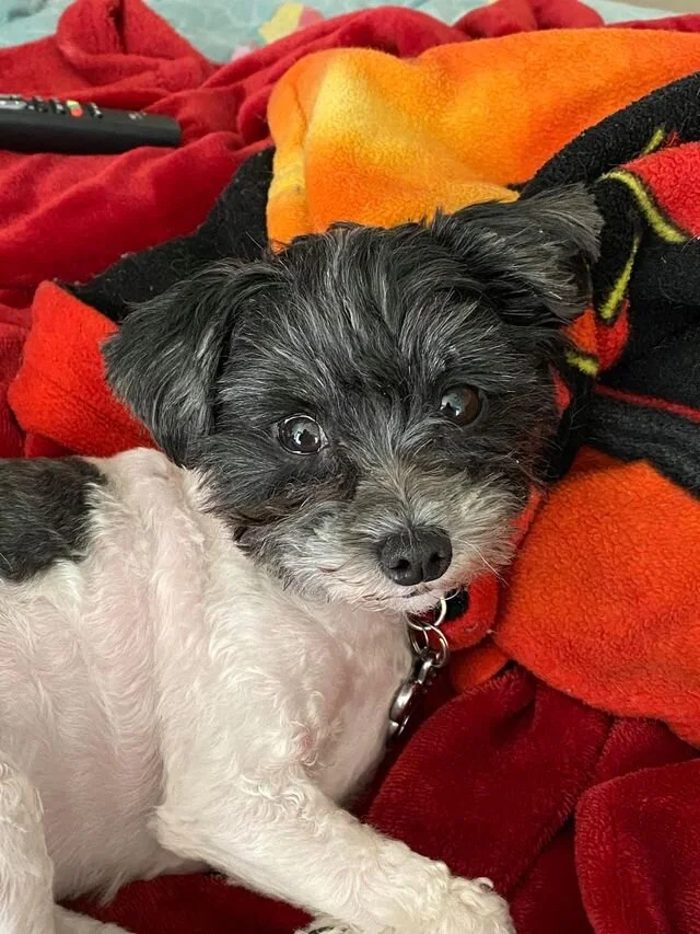 Black and White Maltipoo Laying on a Rug.