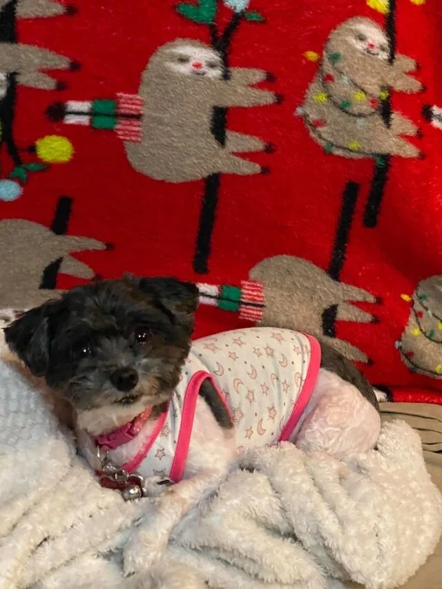 Black and White Maltipoo Laying on a Blanket.