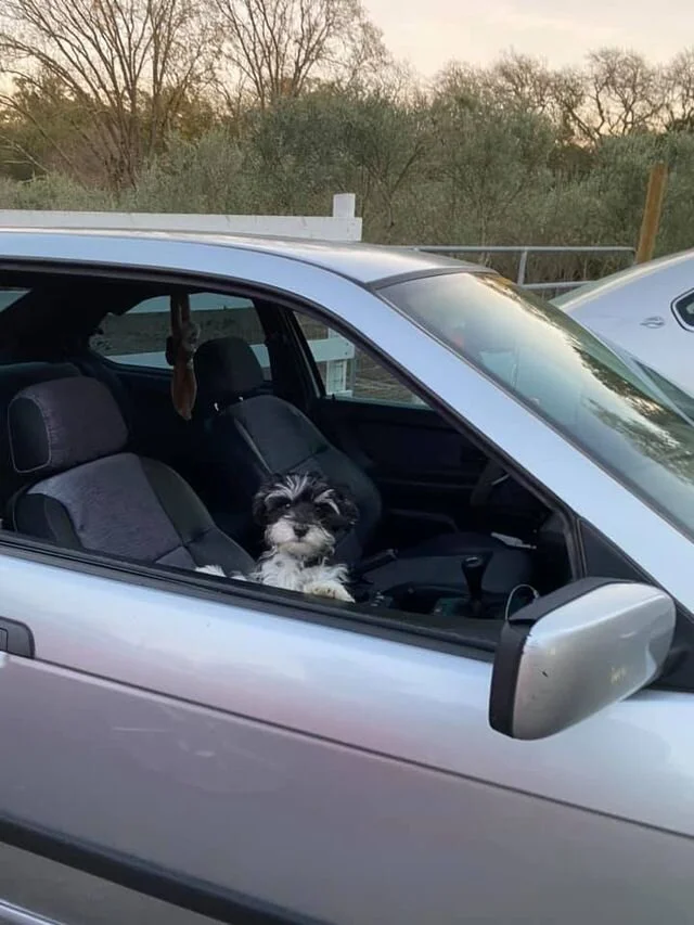 Black and White Maltipoo Riding in a Car.
