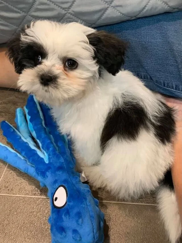 Black and White Maltipoo Looking Behind Itself.
