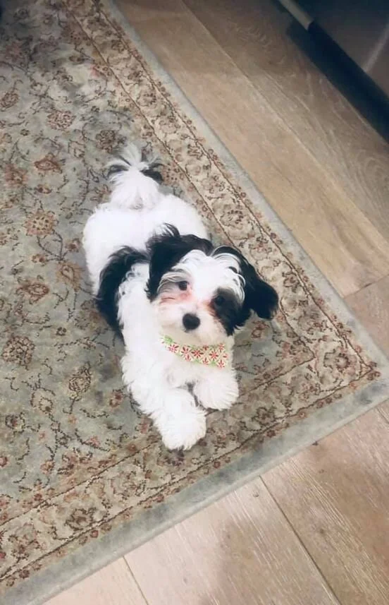 Black and White Maltipoo Laying on a Brown Rug.