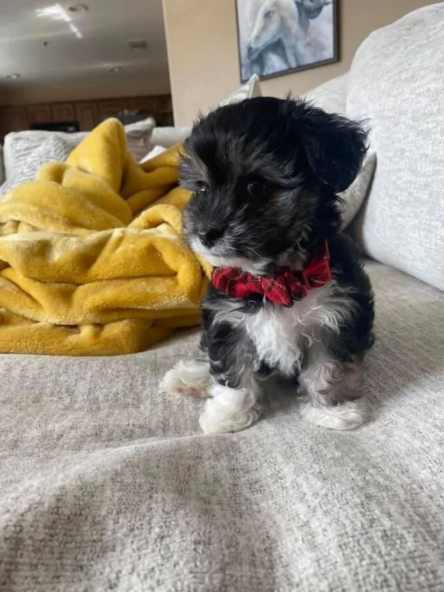 Black and White Maltipoo Sitting on the Bed.