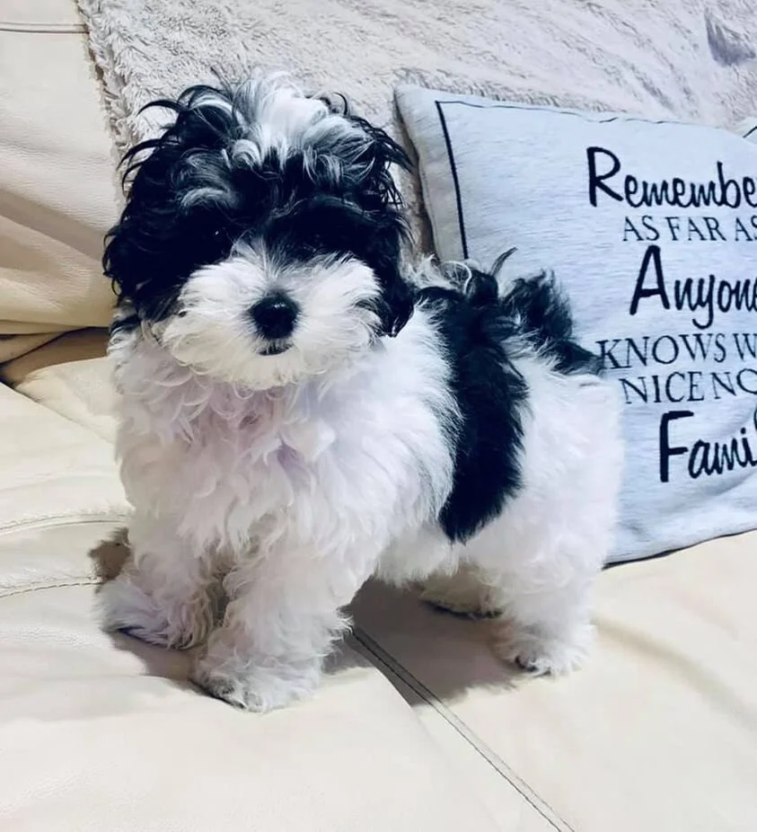 Black and White Maltipoo Standing on the bed.