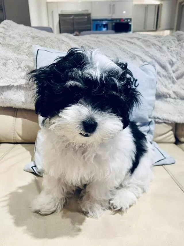 Black and White Maltipoo Sitting on the bed.