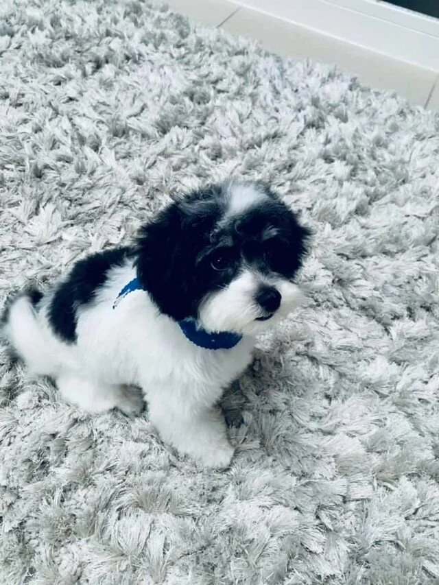 Black and White Maltipoo Looking Up.