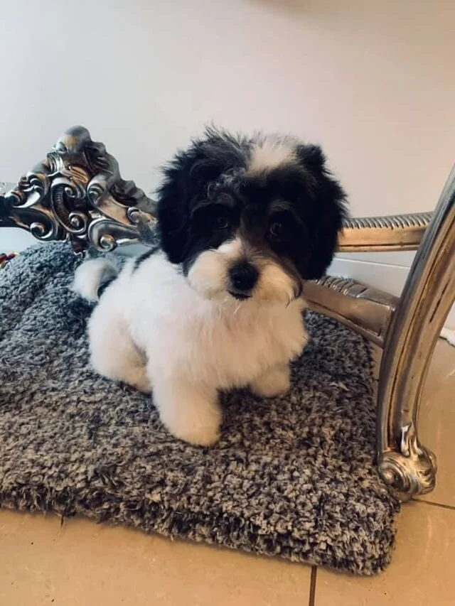 Black and White Maltipoo Sitting on a Pillow.