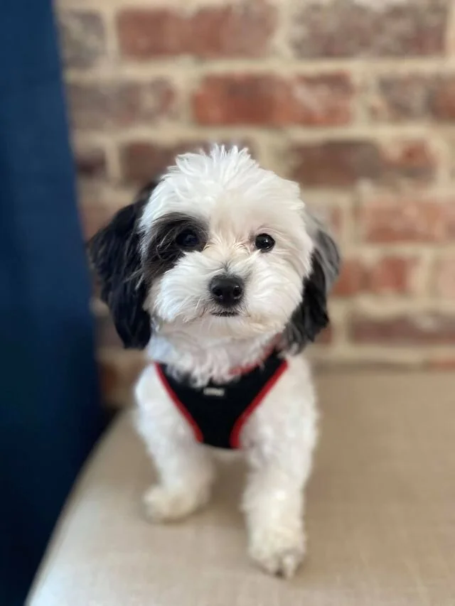 Black and White Maltipoo Wearing a Harness.
