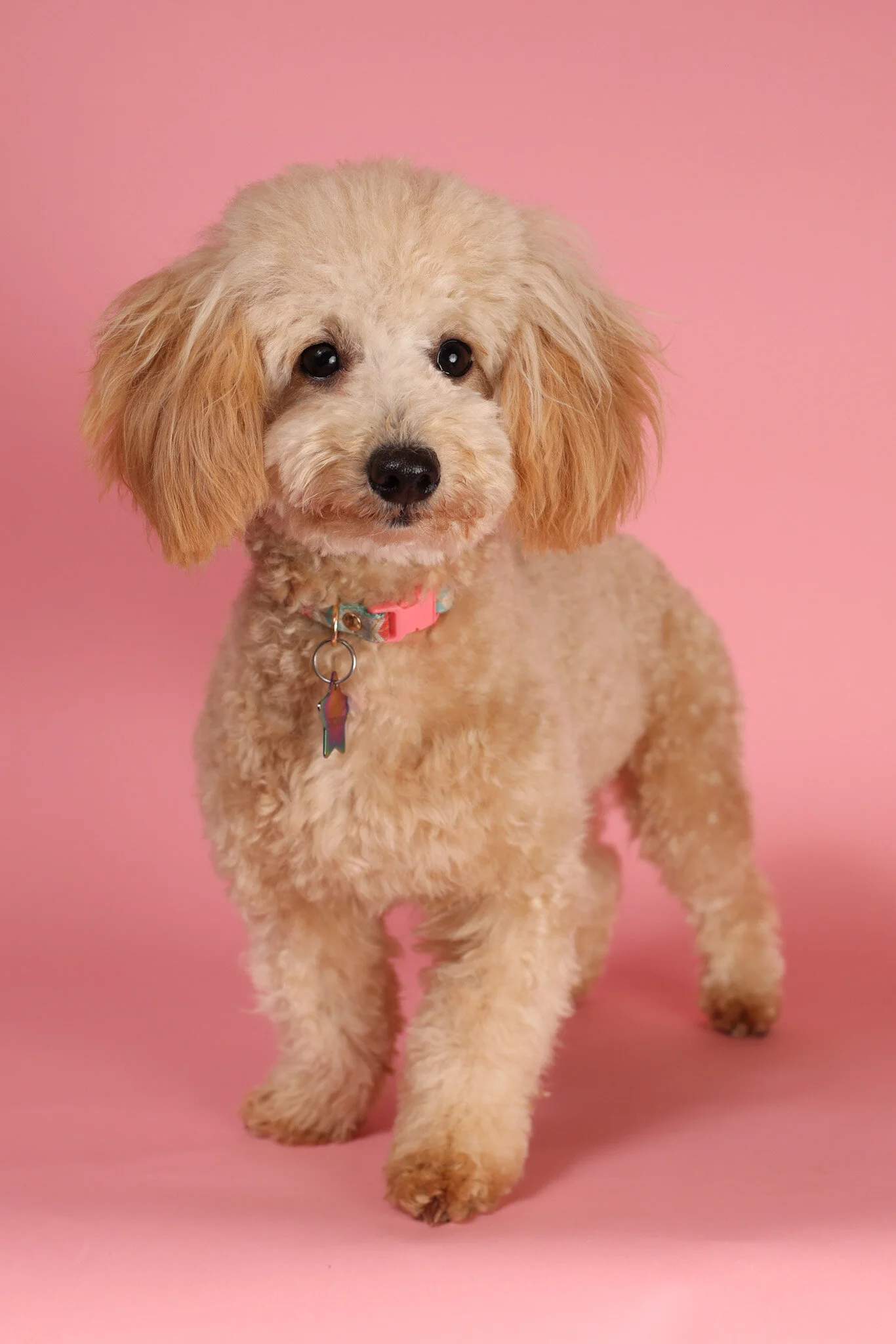 akc miniature poodle