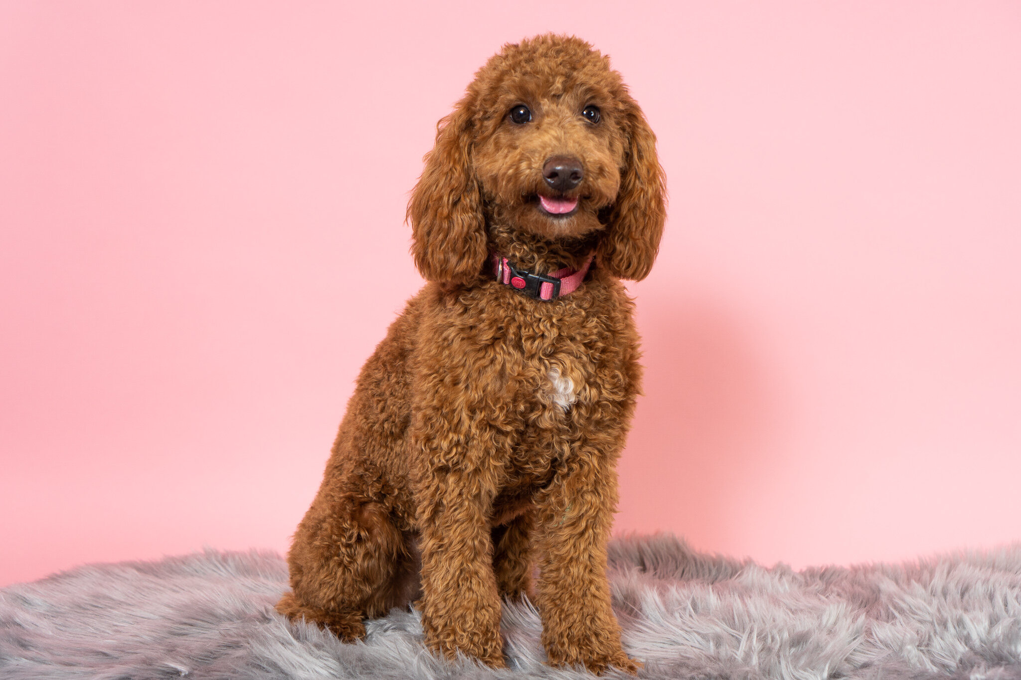 craigslist mini poodle