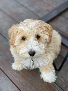 One of the most important considerations in choosing a breeder is whether you can build a trusting relationship