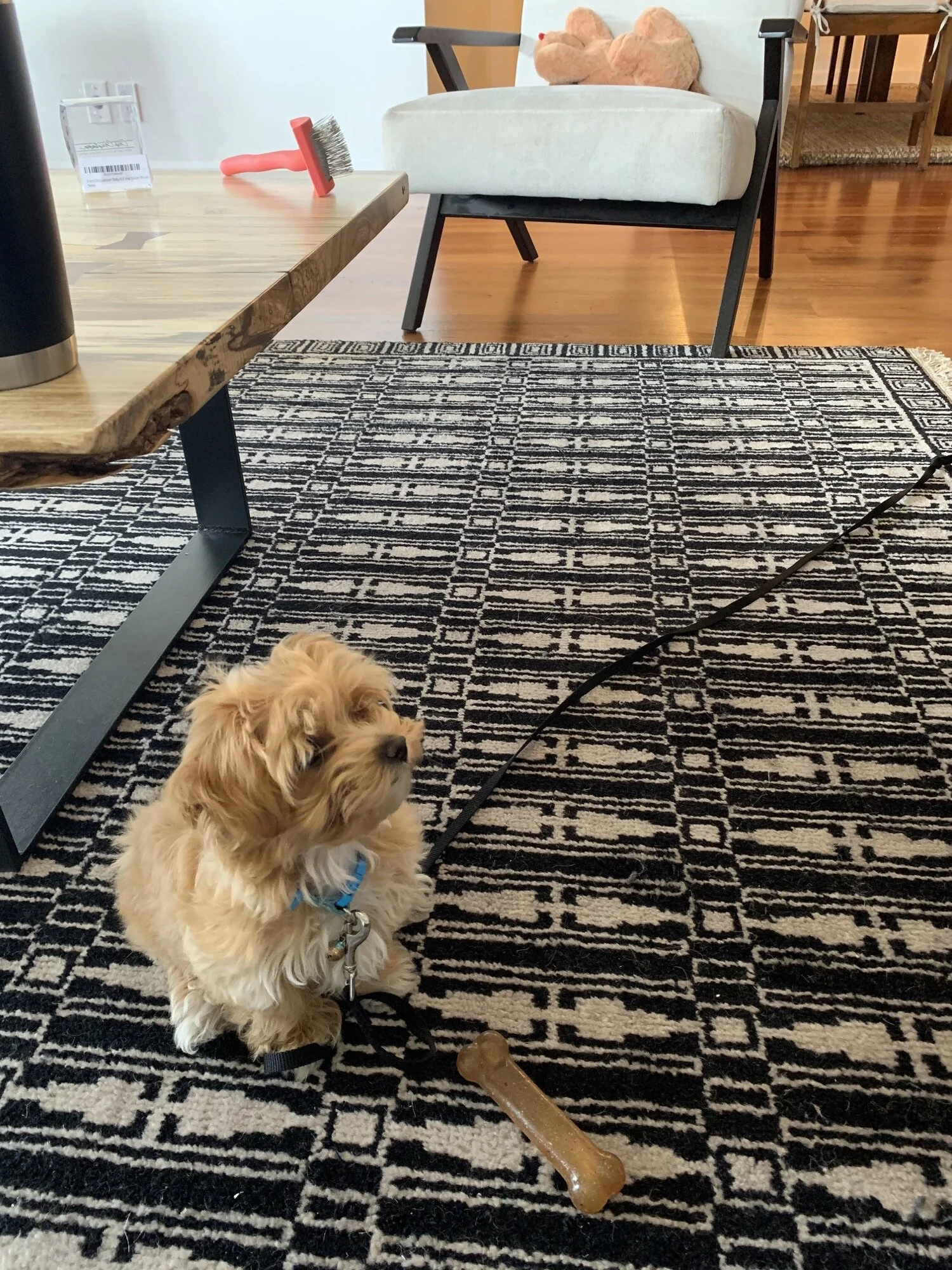 I believe My Doodle Maltipoos is the best out there