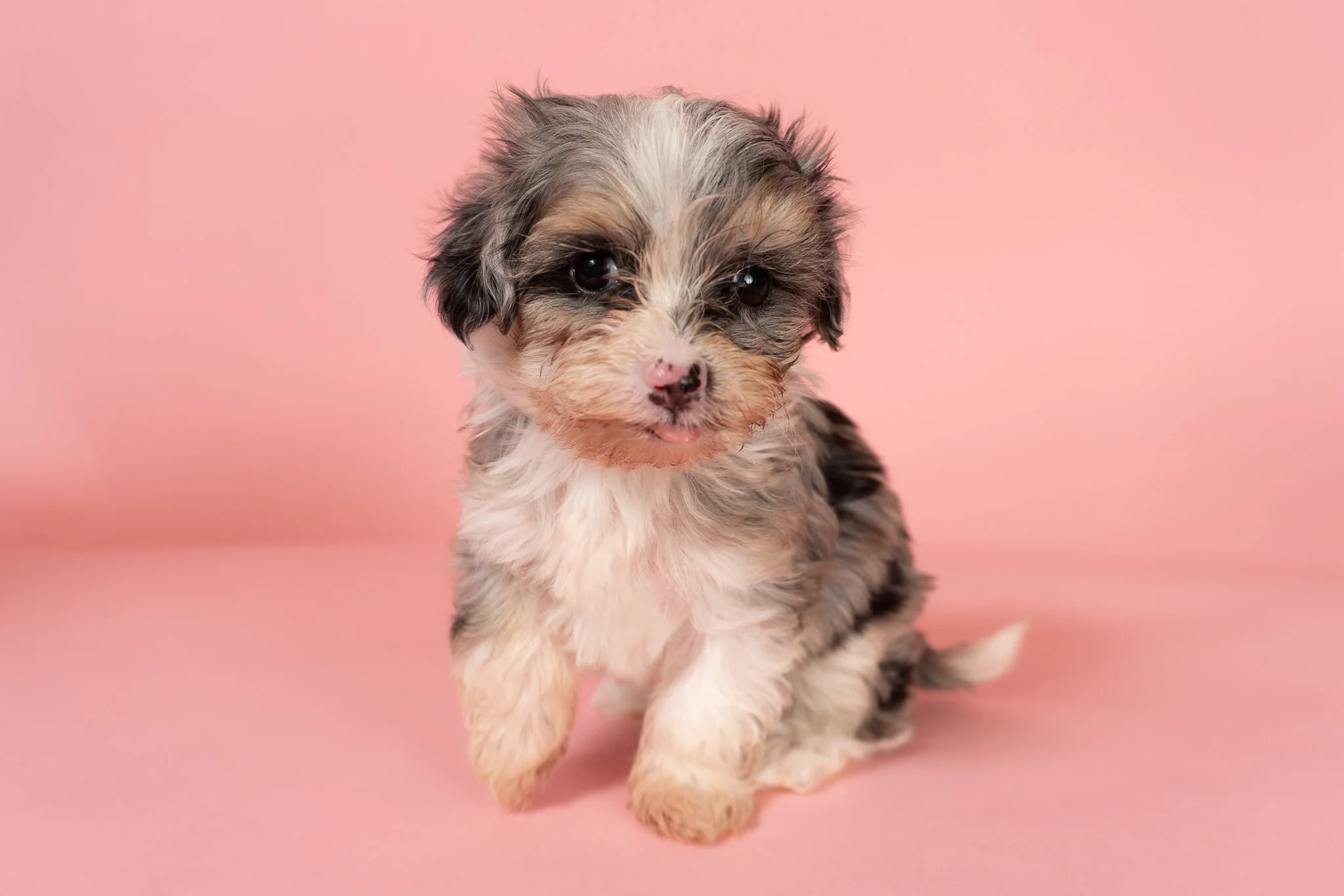 The icing on the cake was discovering just how happy, healthy and loving my puppy was when I received her