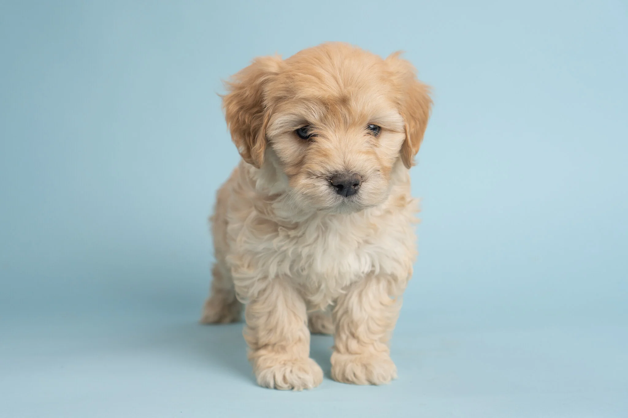 I’m thankful to have a healthy, smart, sweet puppy!