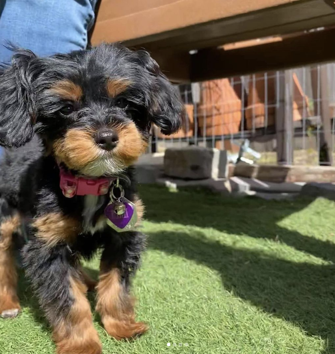 Marlene has a lot of great knowledge in Maltipoos as a breed.