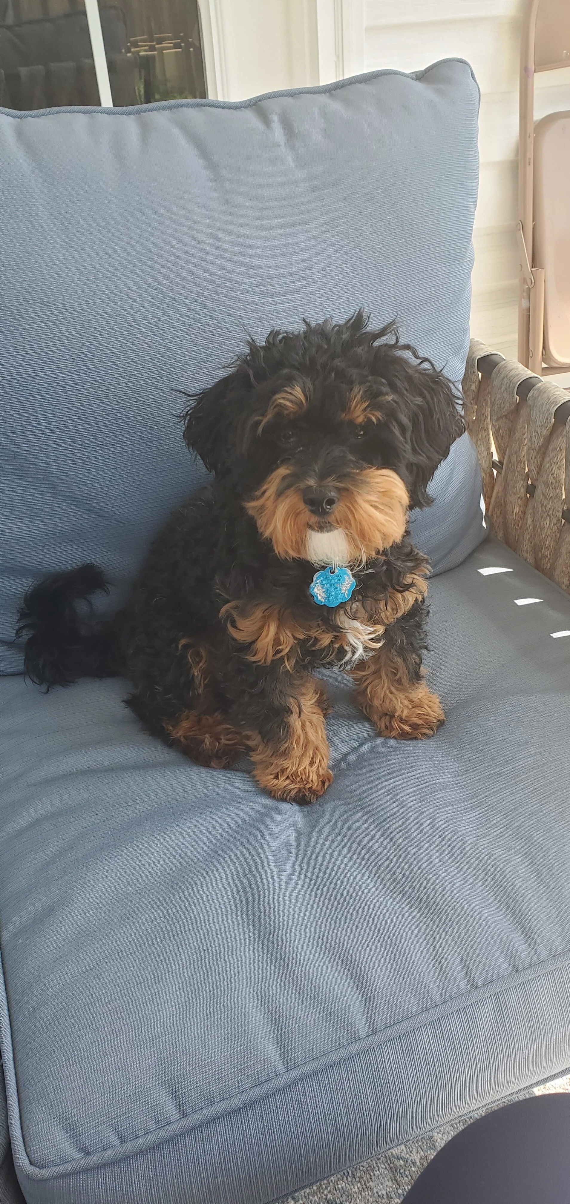 From start to finish she made the process of adopting our maltipoo stress free.