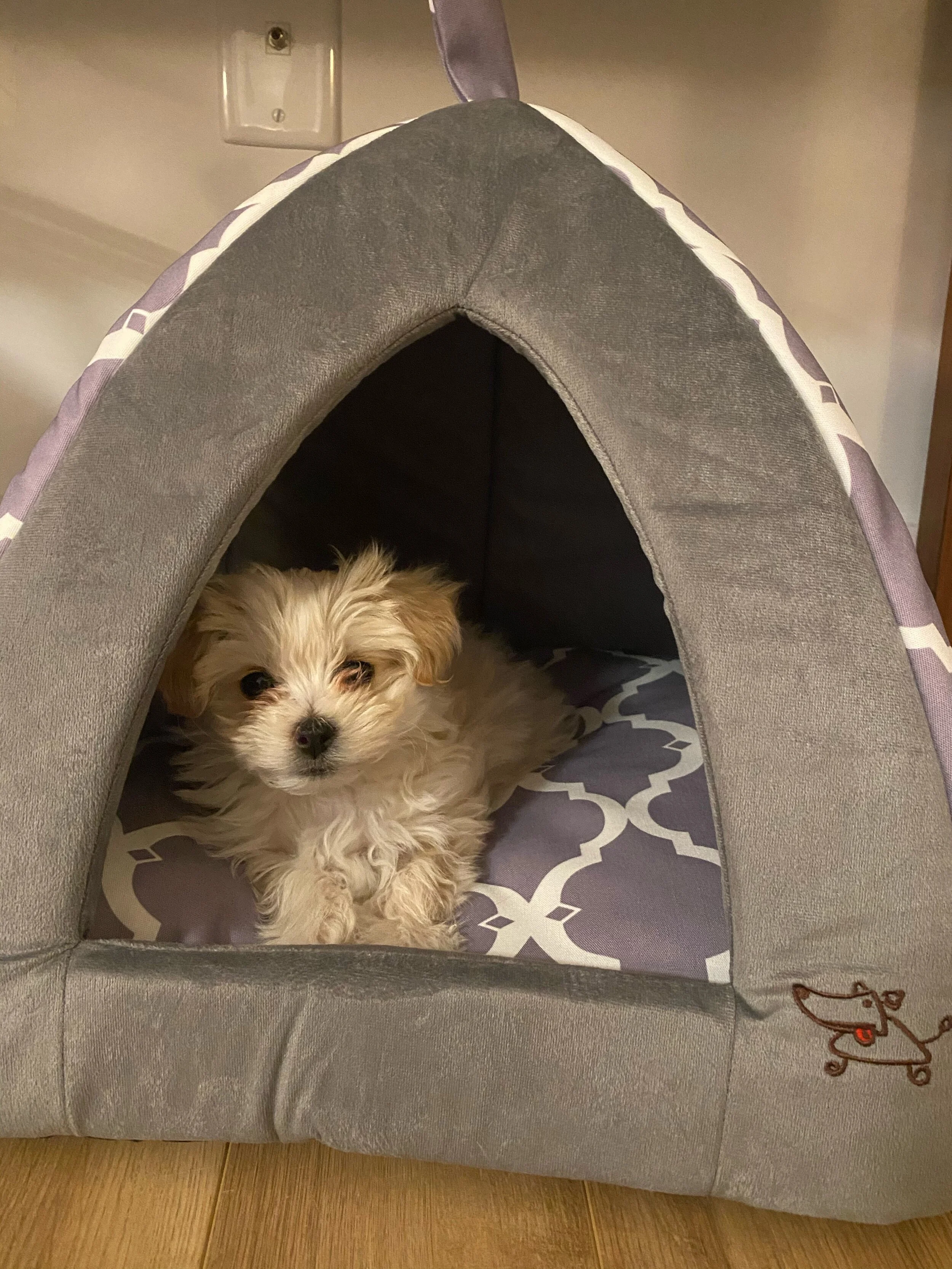 There are a lot of scams and puppy mills posing as family breeders, but Marlene is the real deal.