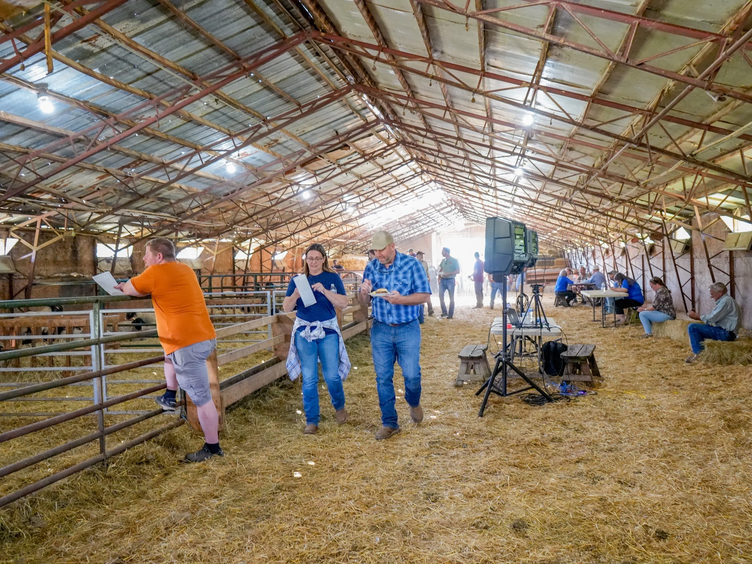 Suffolk Sheep Sale 2025 - auction - suffolk sheep - Virginia-43.jpg