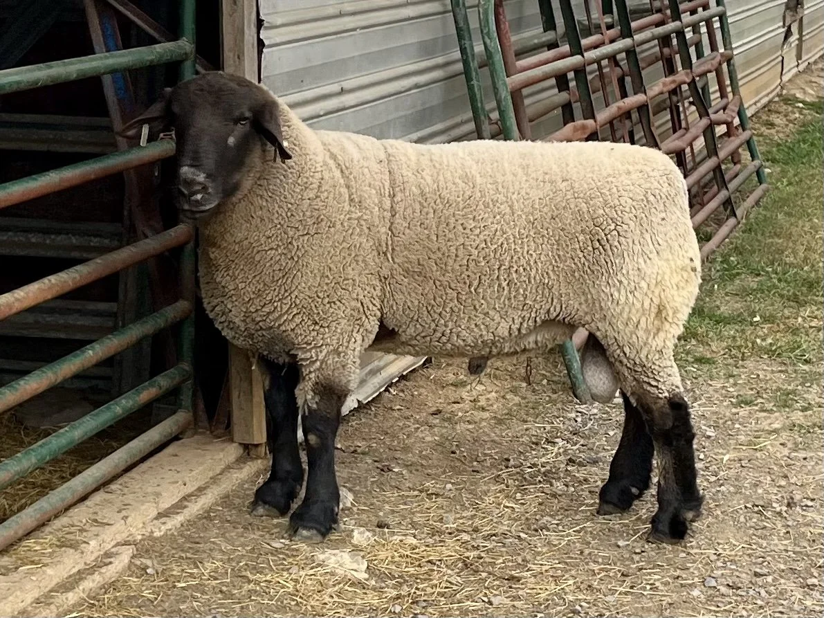 【たむ】WAGNUS.　Sieve Sheep \"40's NASSAU\" 6