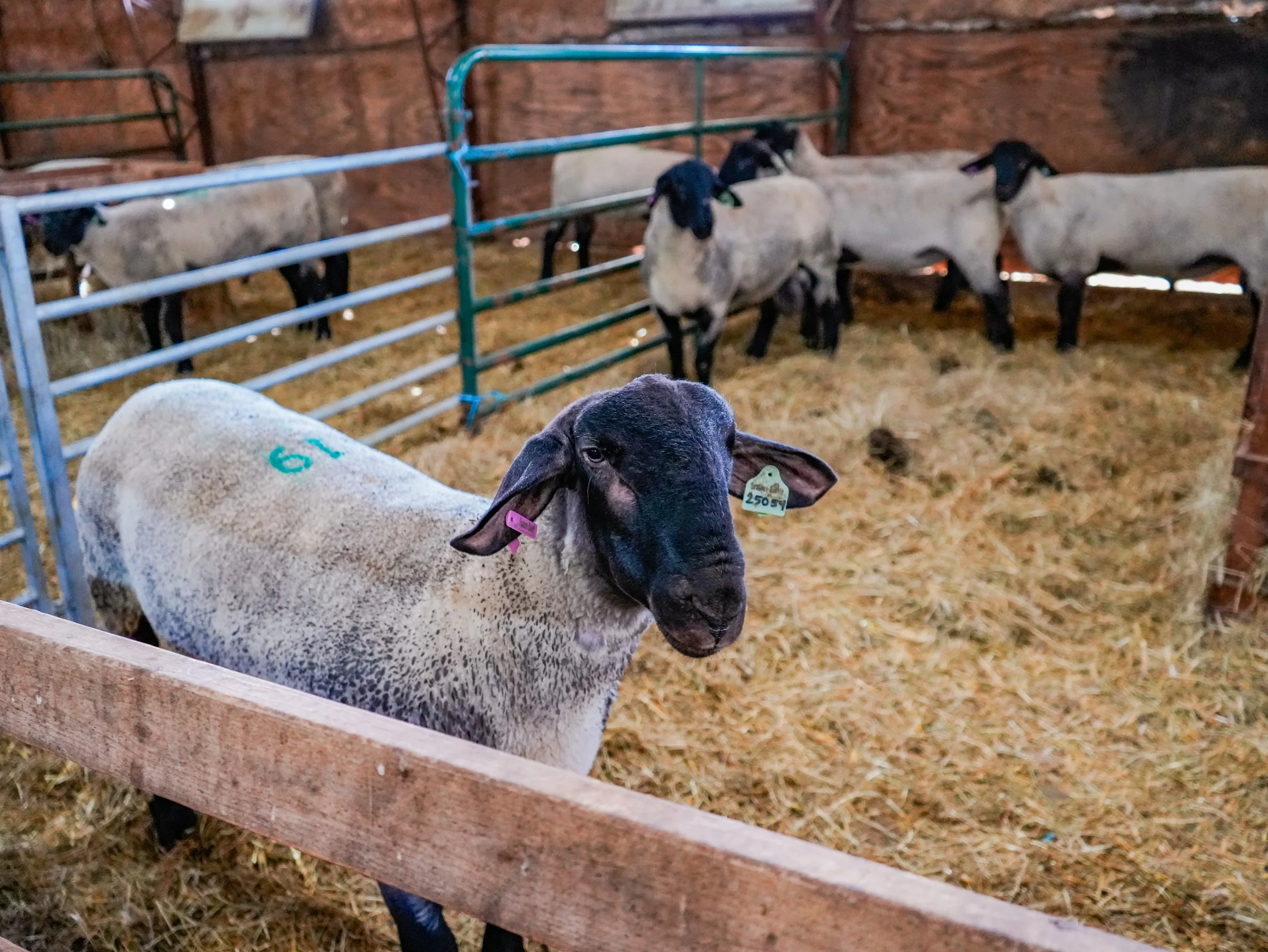Suffolk Sheep Sale 2025 - auction - suffolk sheep - Virginia-63.jpg