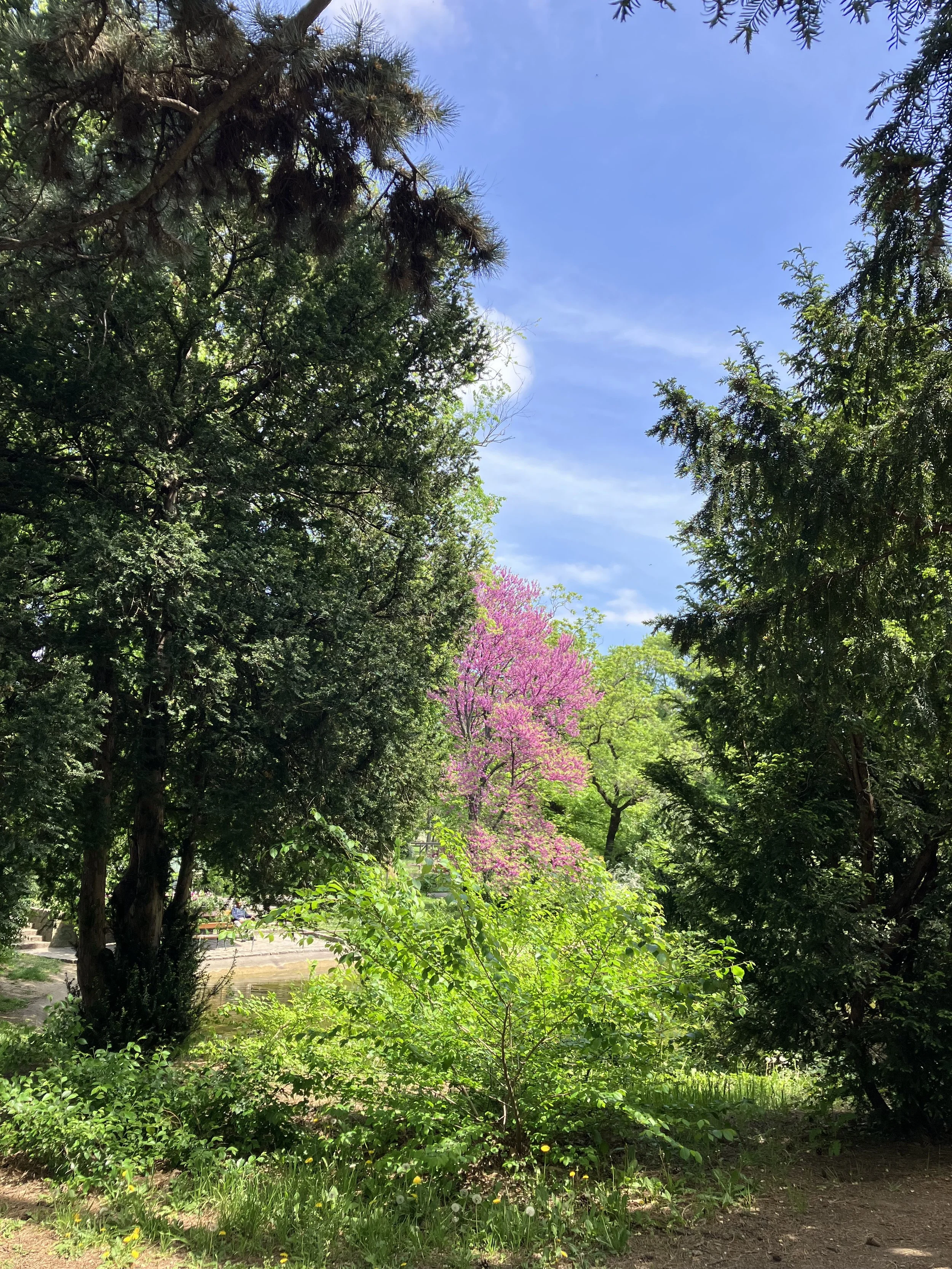 A lush park scene with a small pond, surrounded by various green trees and plants. In the background, there is a pink flowering tree, and the sky above is mostly clear with some light clouds.