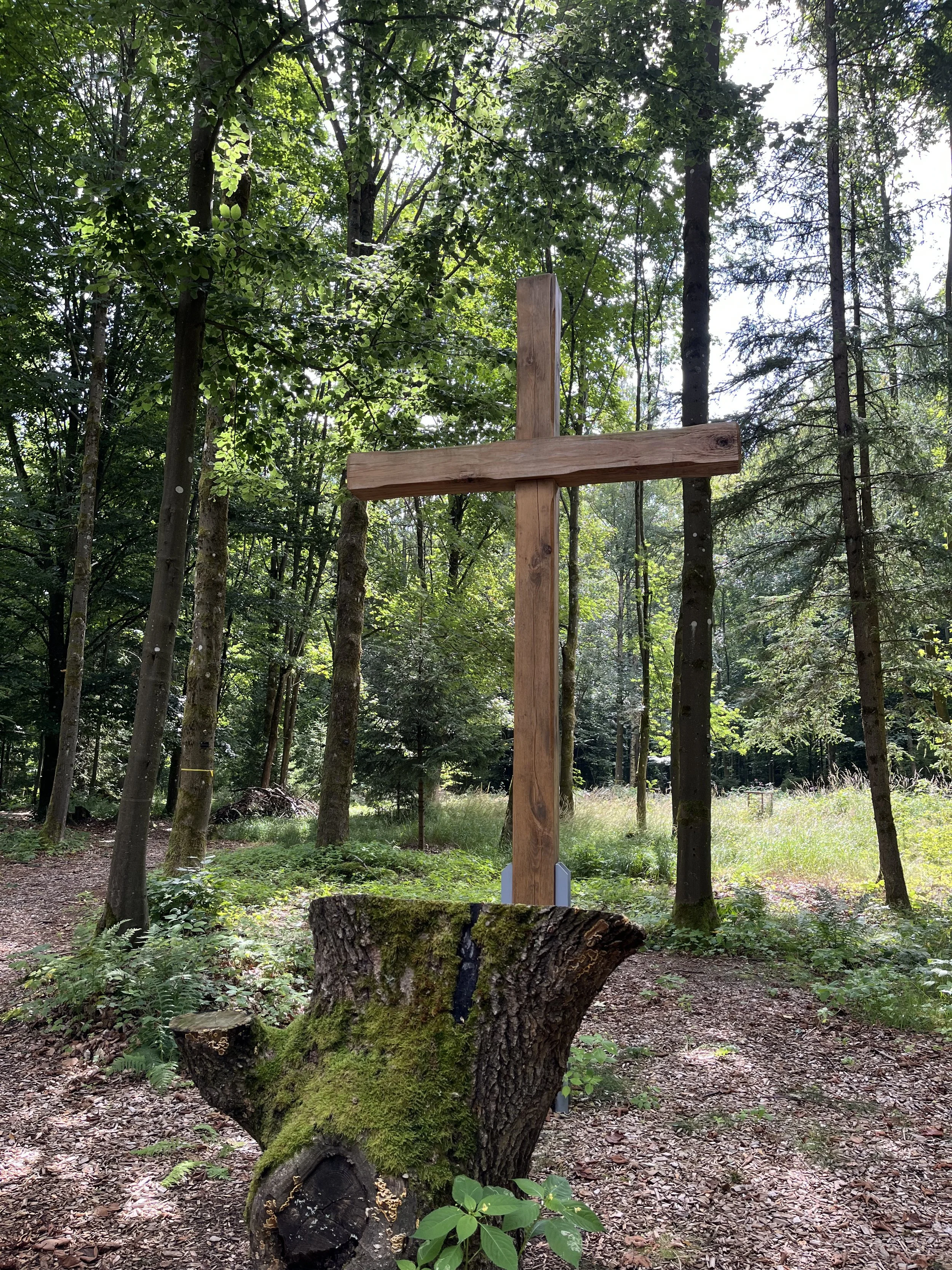 A wooden cross mounted on a moss-covered tree stump in a forest setting with tall trees and green foliage.