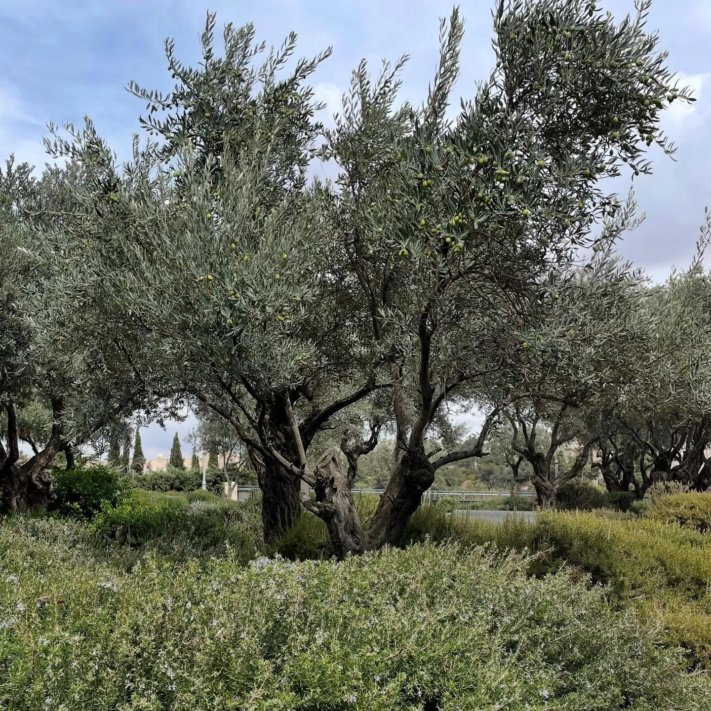 #olivegreen #gr&uuml;n #olivenbaum #seasoncolor #green #olivengr&uuml;n #olive #olivegreenstudio #olivetree #greenstudio #almey