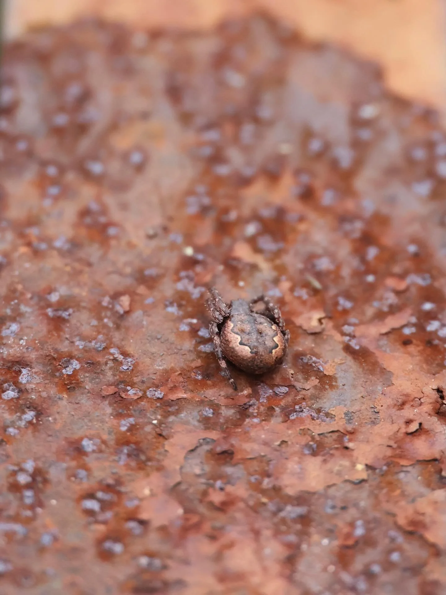 Happy Halloween 🕷️