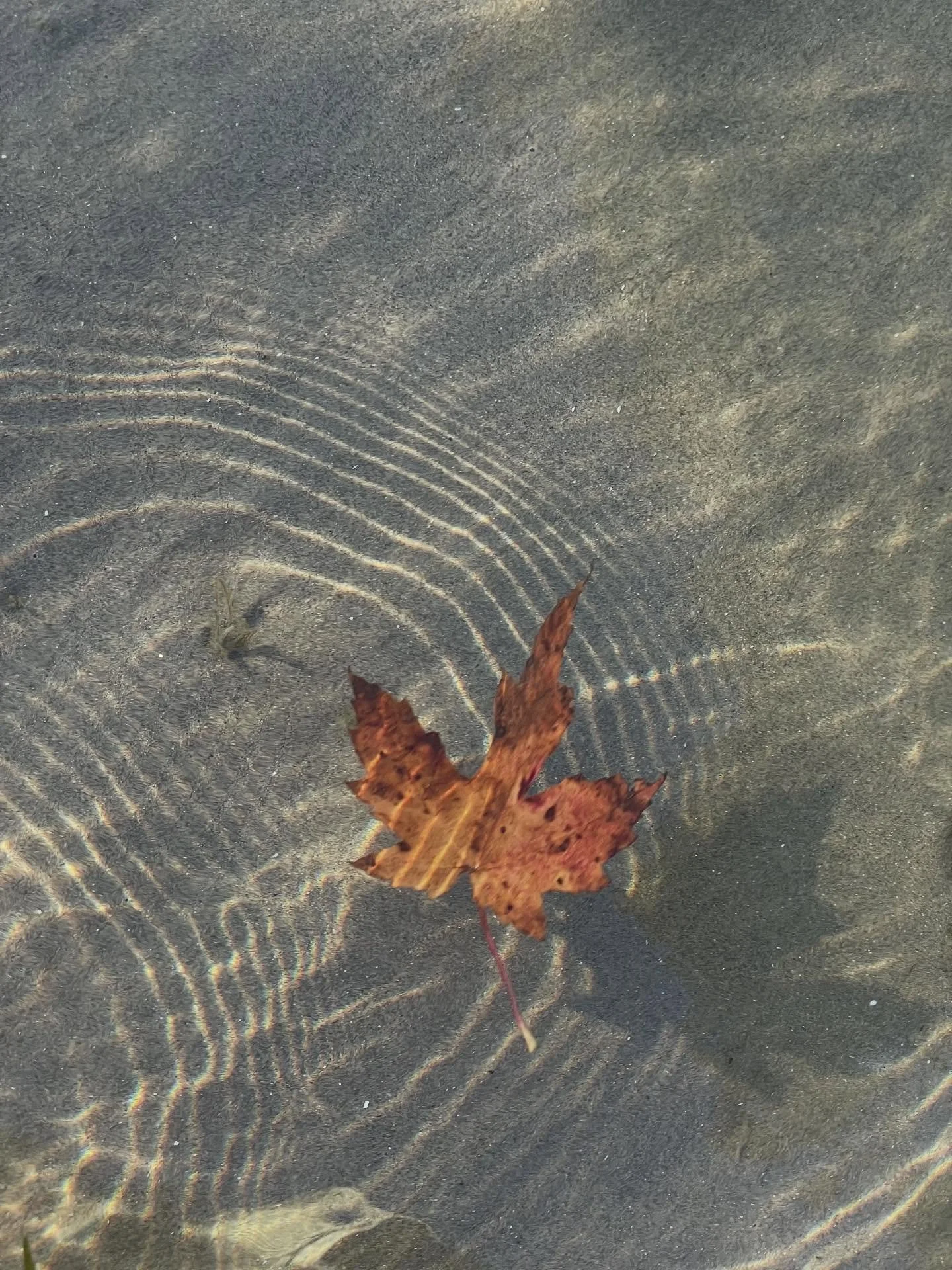 #aleafsjourney #rostrot #fallenleaves #autumn #seasoncolor #mapleleaf #rustred #fall #herbst #rustredstudio #almey