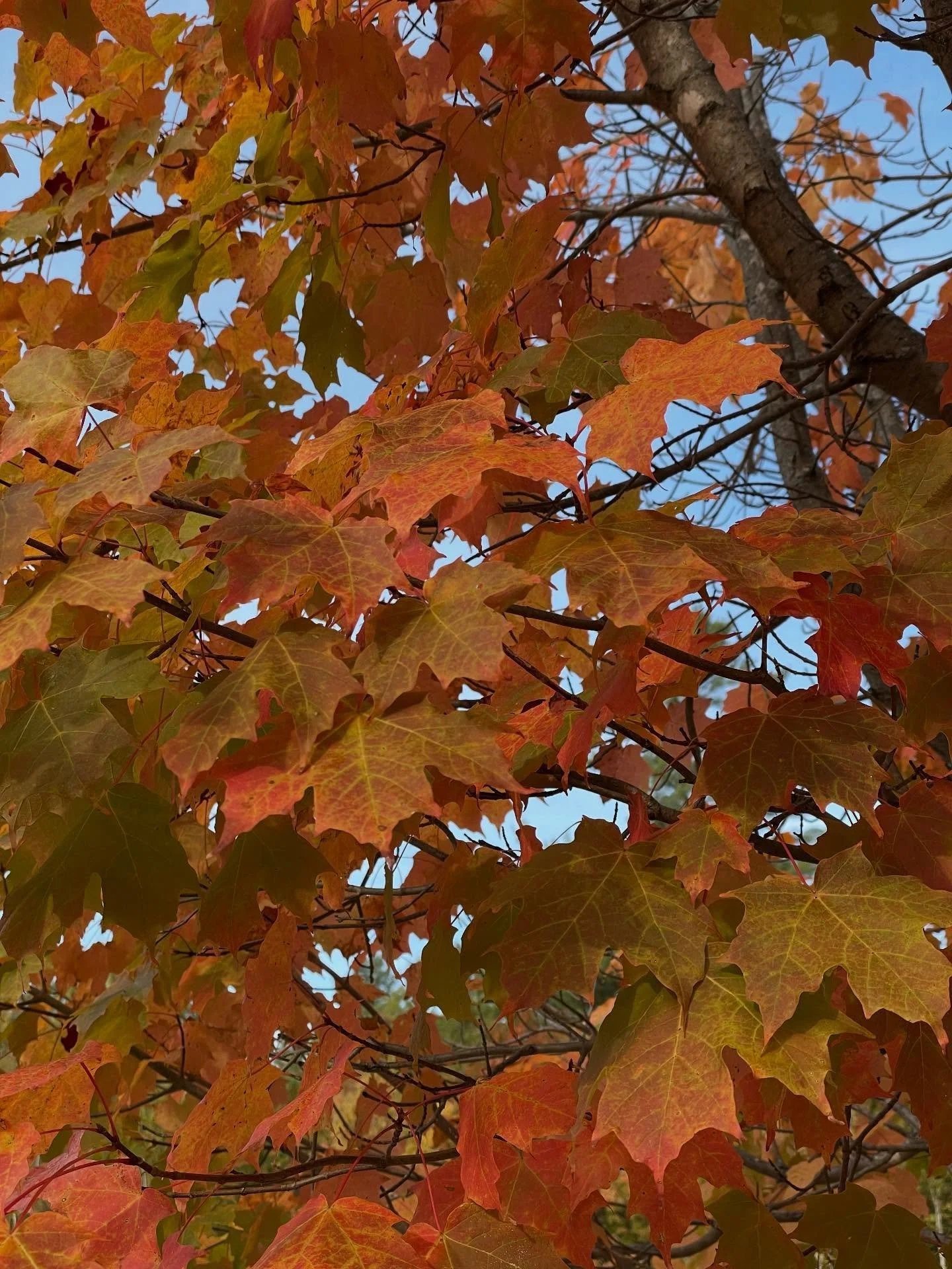 Goodbye Autumn and hello Winter #fallturnstowinter #rostrot #fallenleaves #autumn #snowfall #winter #schnee #seasoncolor #mapleleaf #rustred #fall #herbst #snowflakes #rustredstudio #almey