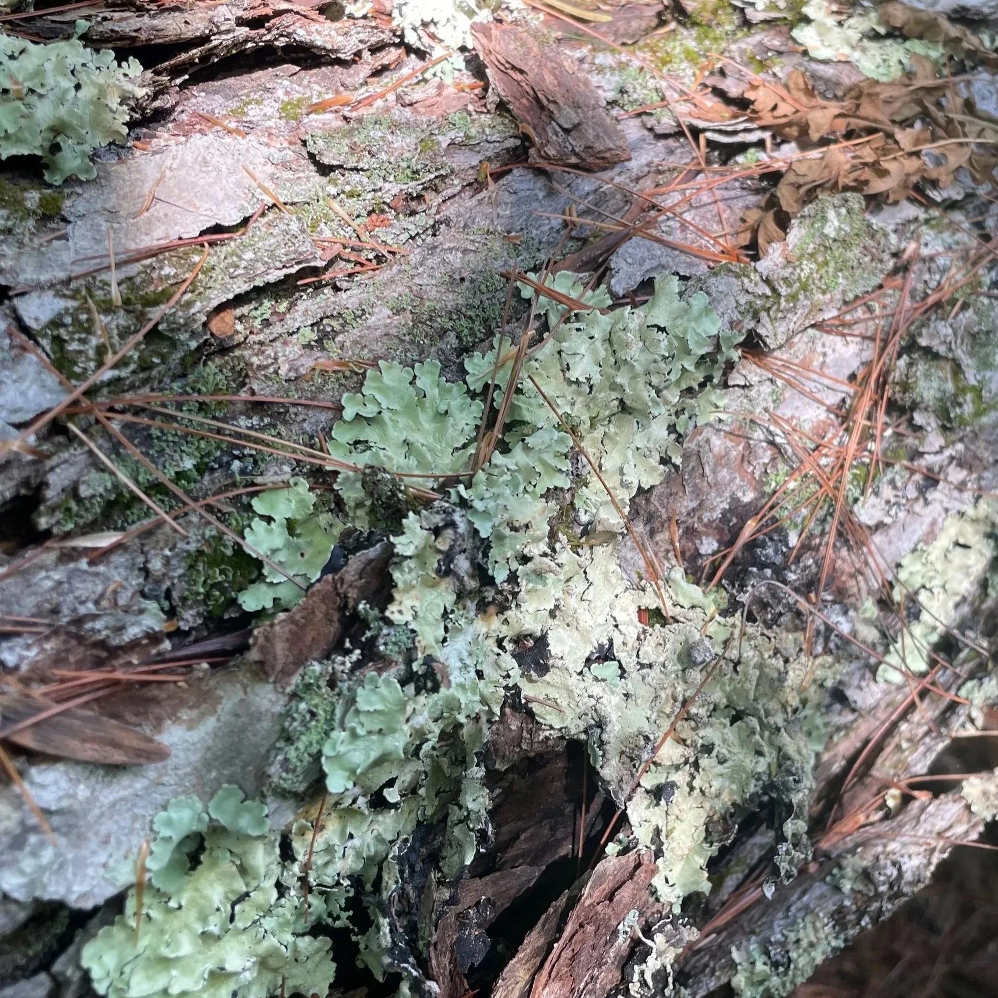 Vom Farbcode #C7FFD8, sommerlichen Winterfarben und frischem Atem