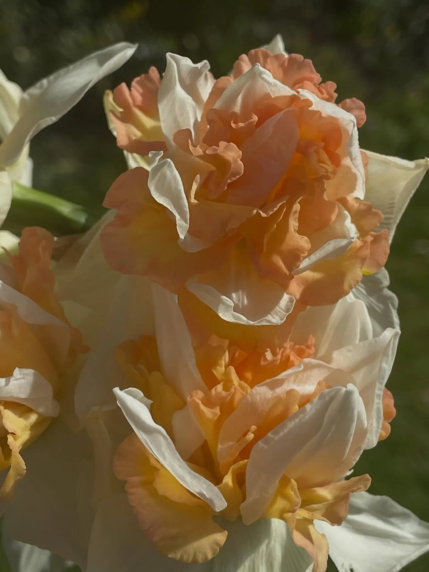 Wishing everyone a Happy Easter

#osterglocken #apricot #narcissus #froheostern #spring