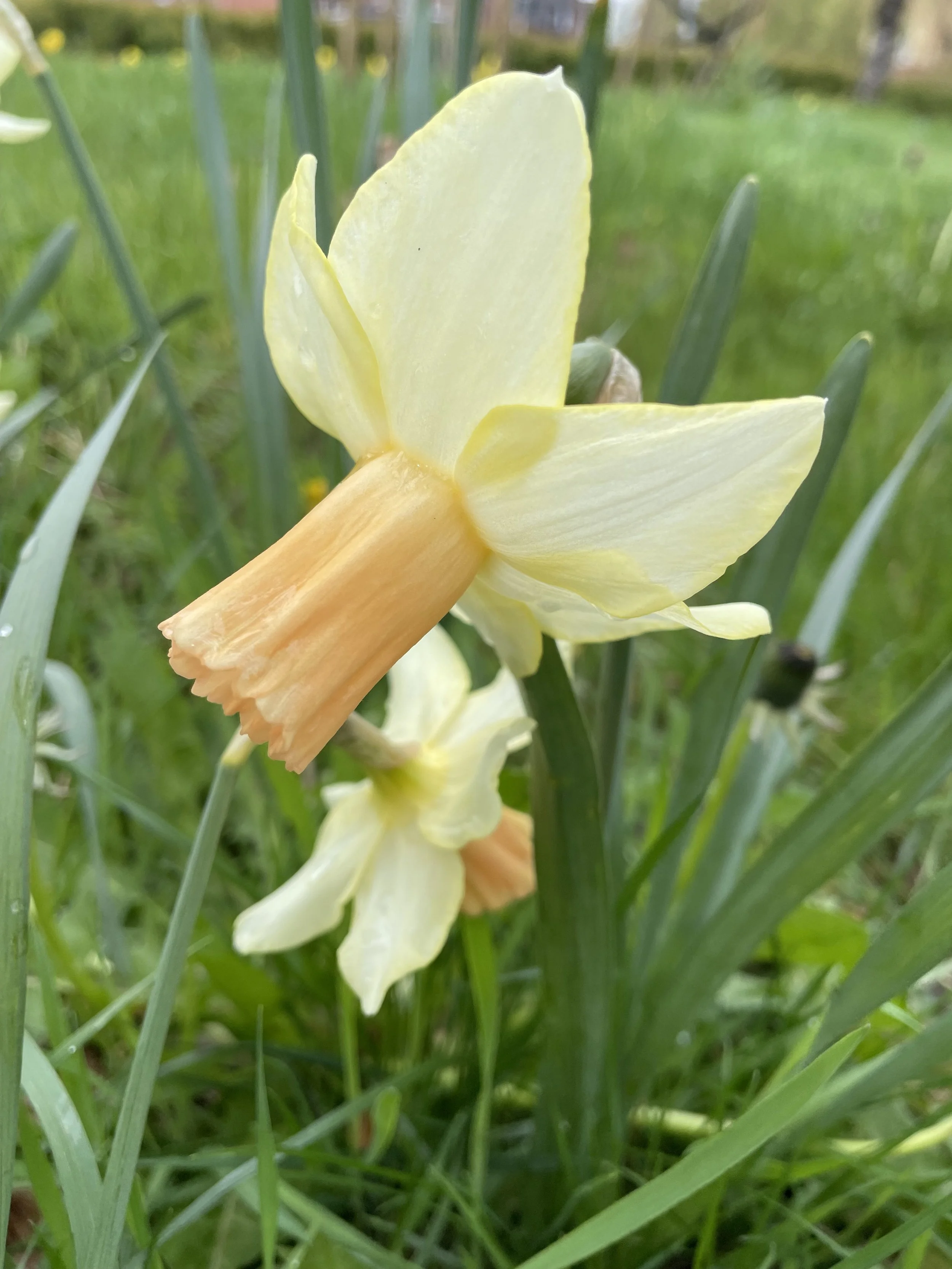 Vom Farbcode #FFA66B, französischen Aprikosen Tartes und pudrigen Narzissen