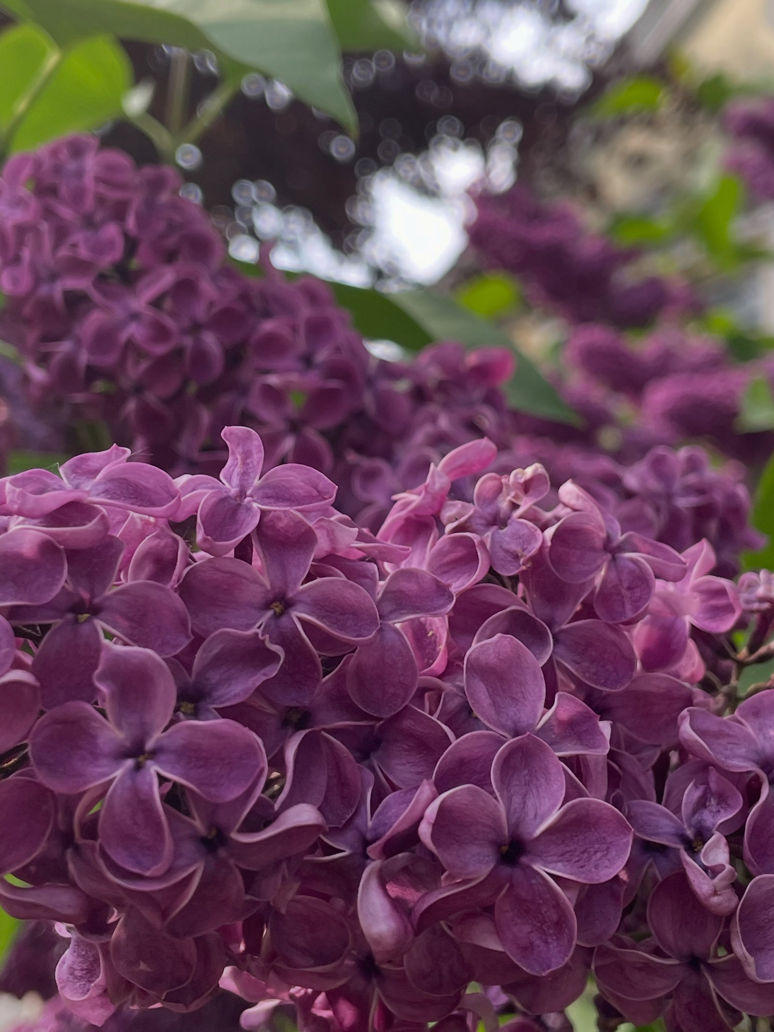 #saisonfarbe #lilac #flieder #syringa #almey