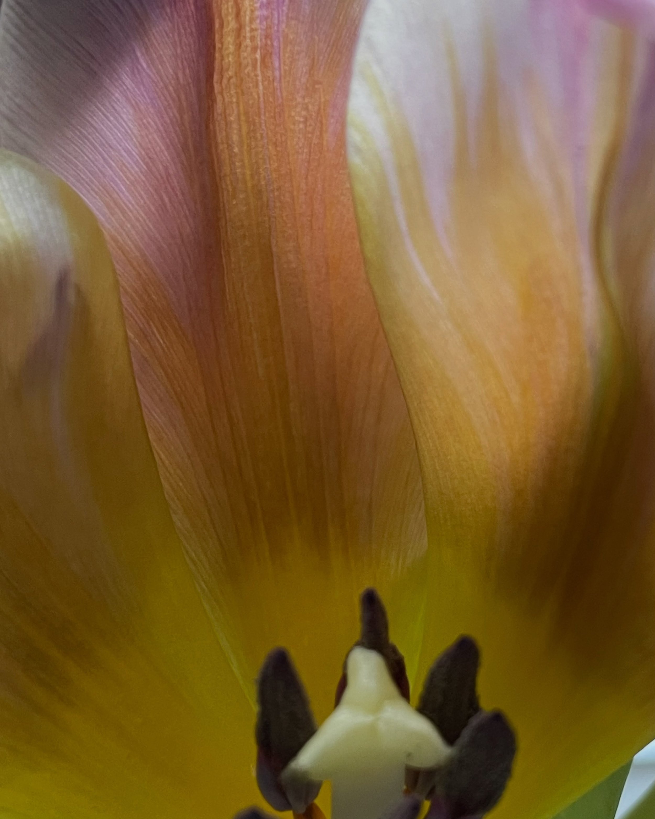 #apricot #tulip #colorgrading #tulpen #almey