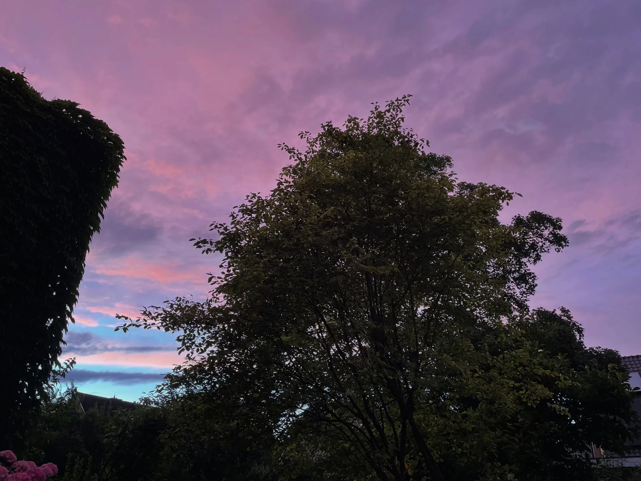 Summer nights in our part of the world.
Not quite light, not quite dark &ndash; and sometimes in the most beautiful colours.

#flieder #summernights #lilac #colorinspiration #almey