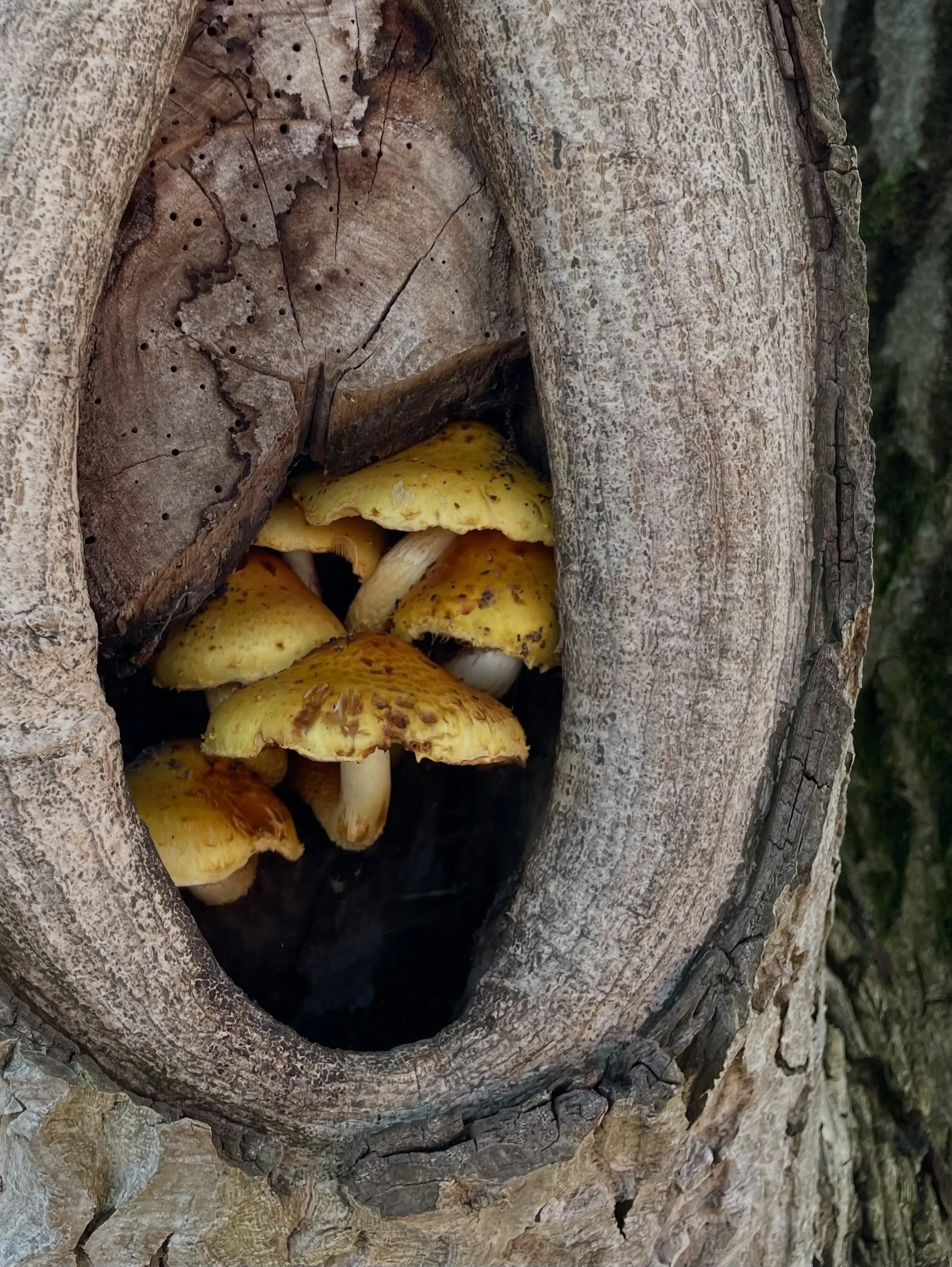 #ocker #natureinspiration #ochre #mushrooms #almey