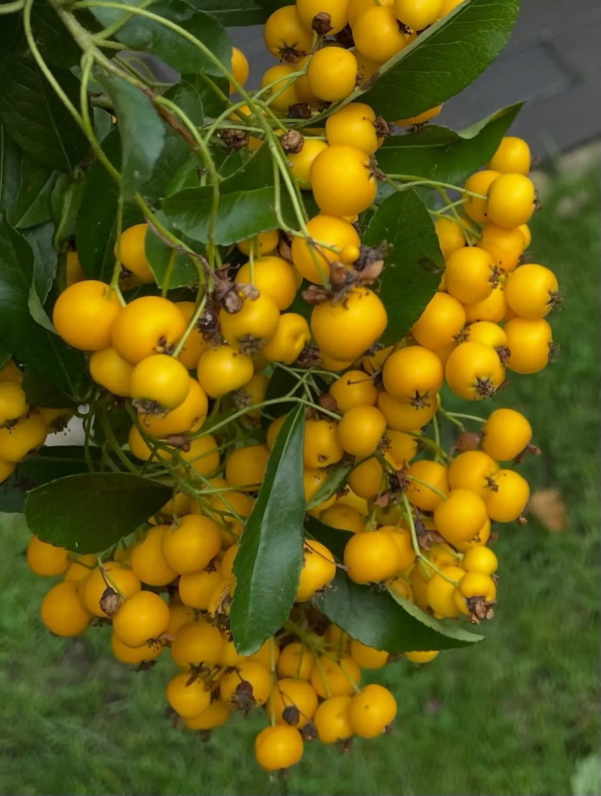 #feuerdorn #autumnvibes #ocker #firethorn #almey