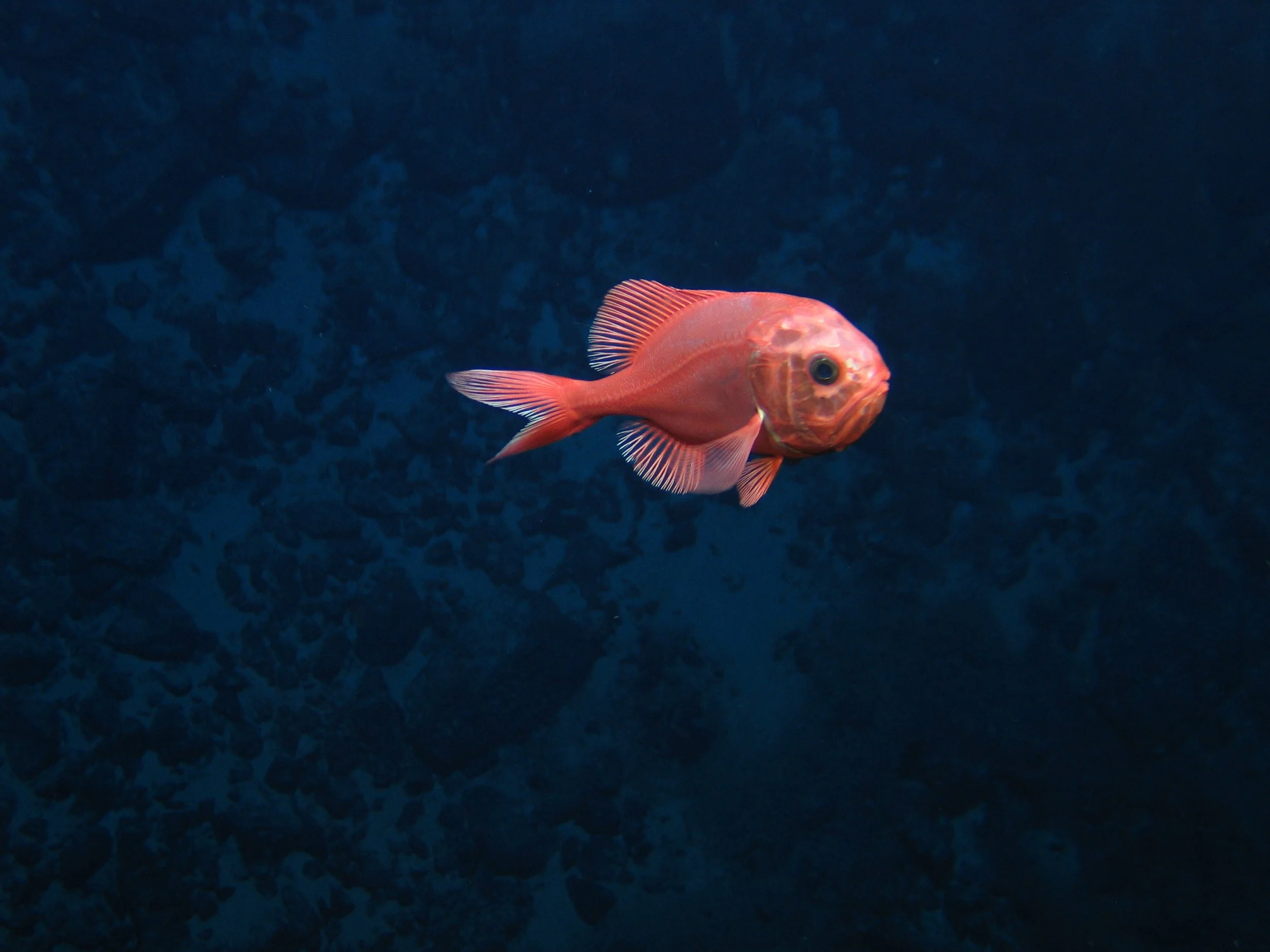 An orange roughy at Atlantis Bank Seamount off the south-east coast of Madagascar, photographed from a remotely operated vehicle (Image: AD Rogers, NERC/IUCN Seamounts Project)