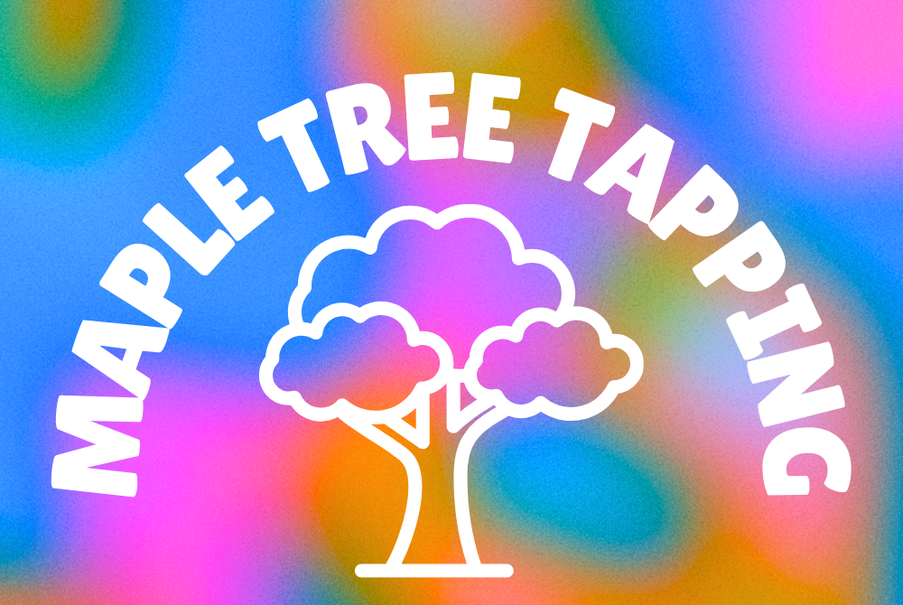 Maple Tree Tapping with Basil! (Maryland)