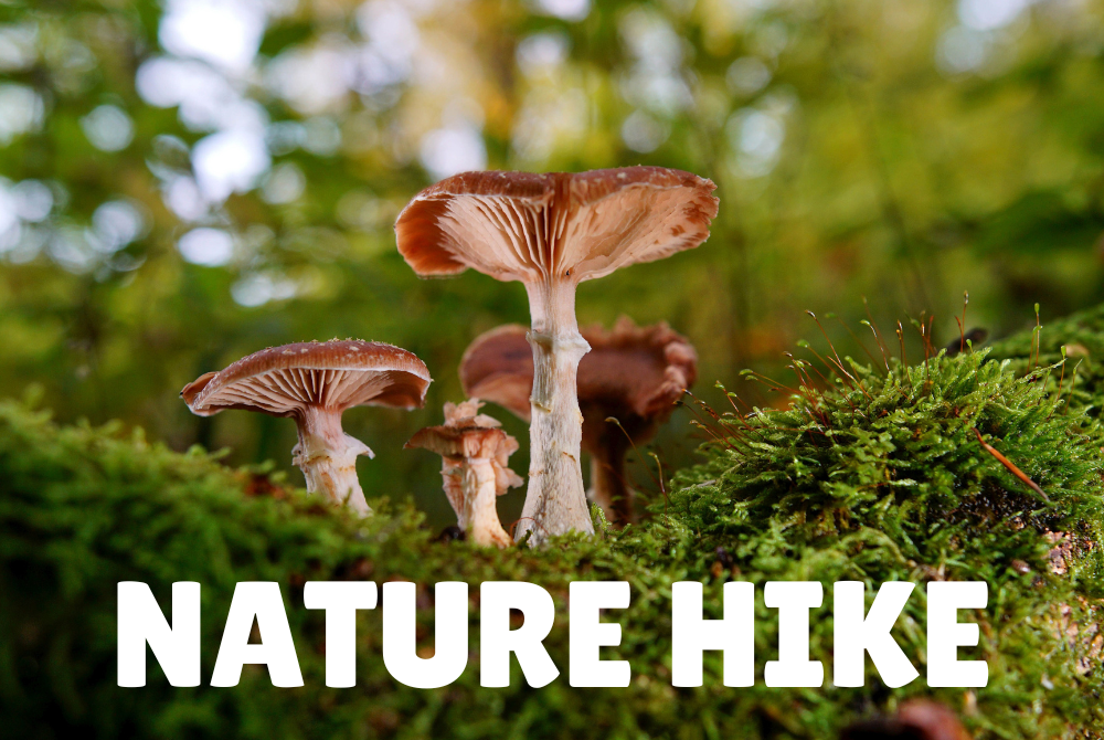 Fungi Nature Hike with Basil! (Maryland) 