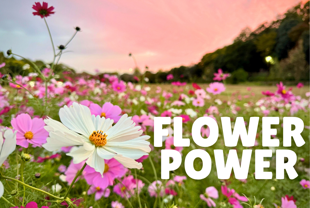 Flower Power (Eldersburg, MD)