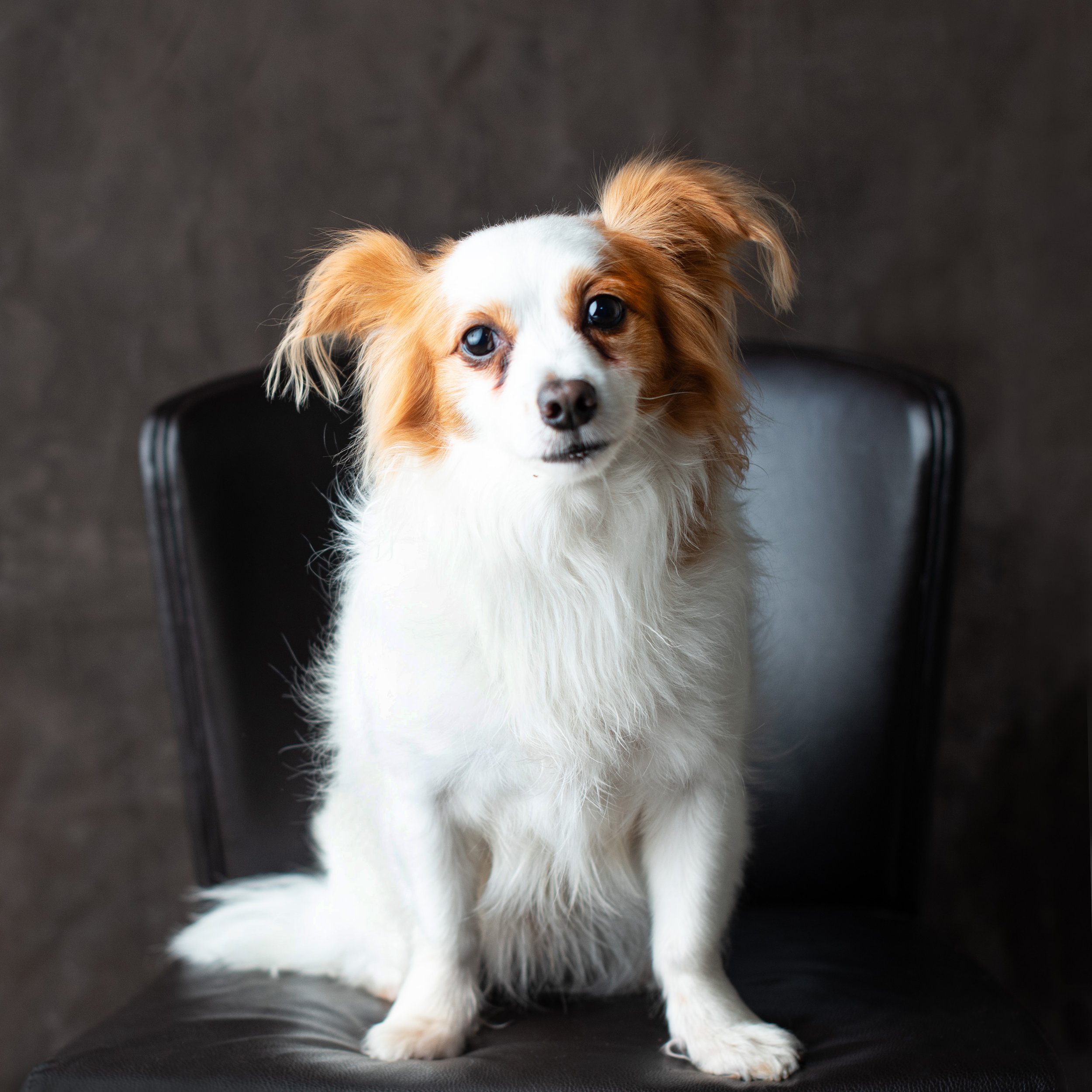 Why a Studio is the Ultimate Destination for Photographing Your Dog