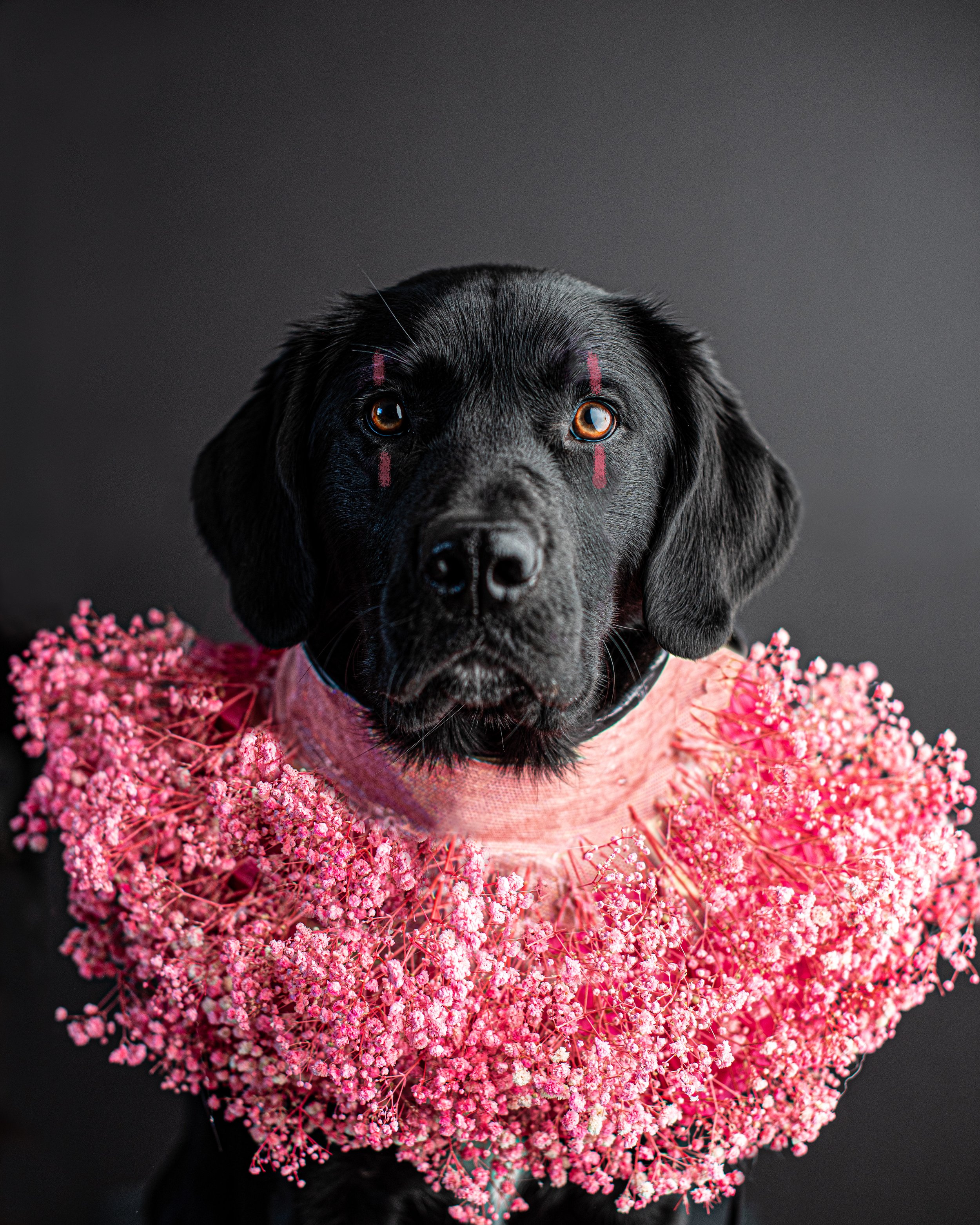 No, your dog doesn’t need to be perfectly behaved for photos