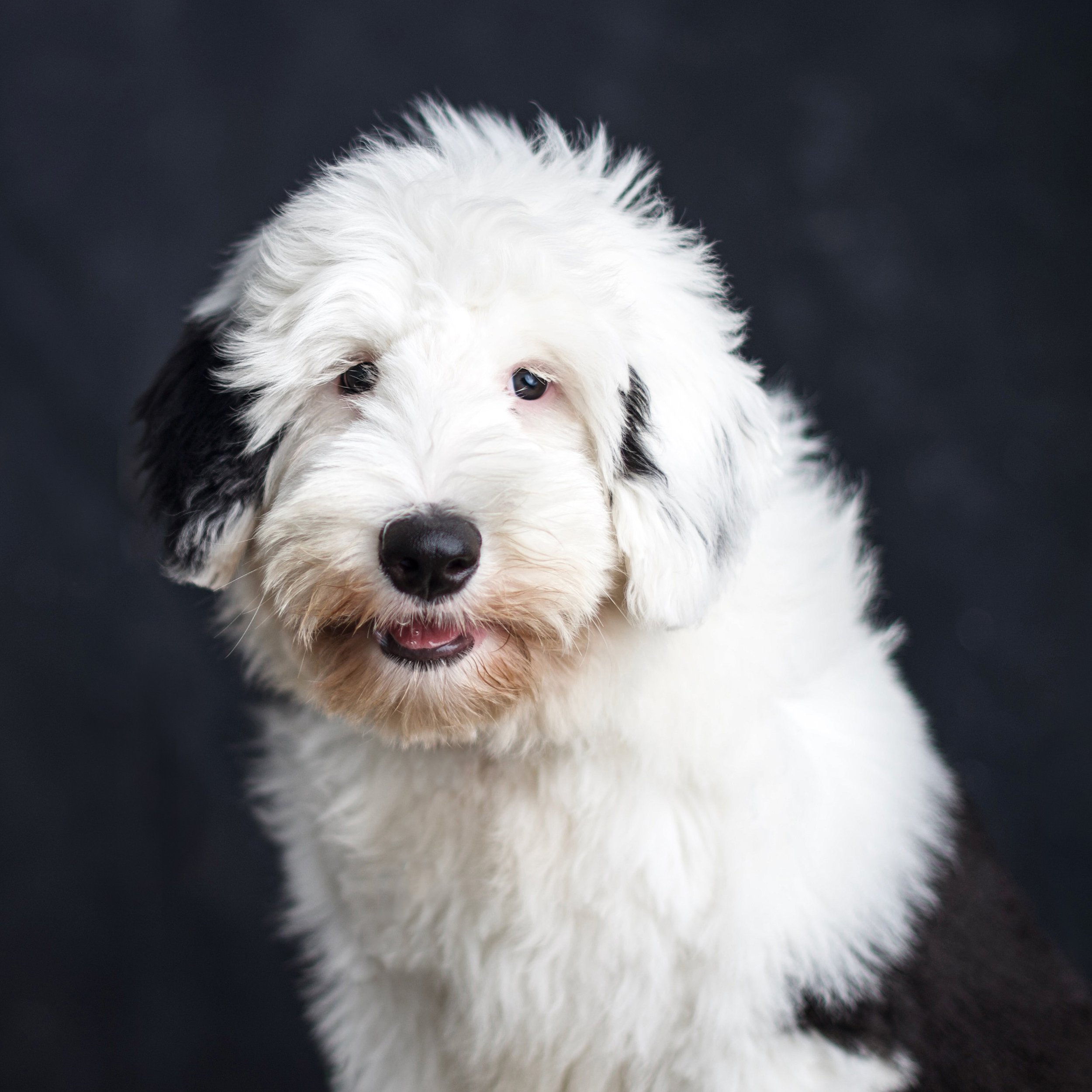Why you need photos taken of your puppy — today