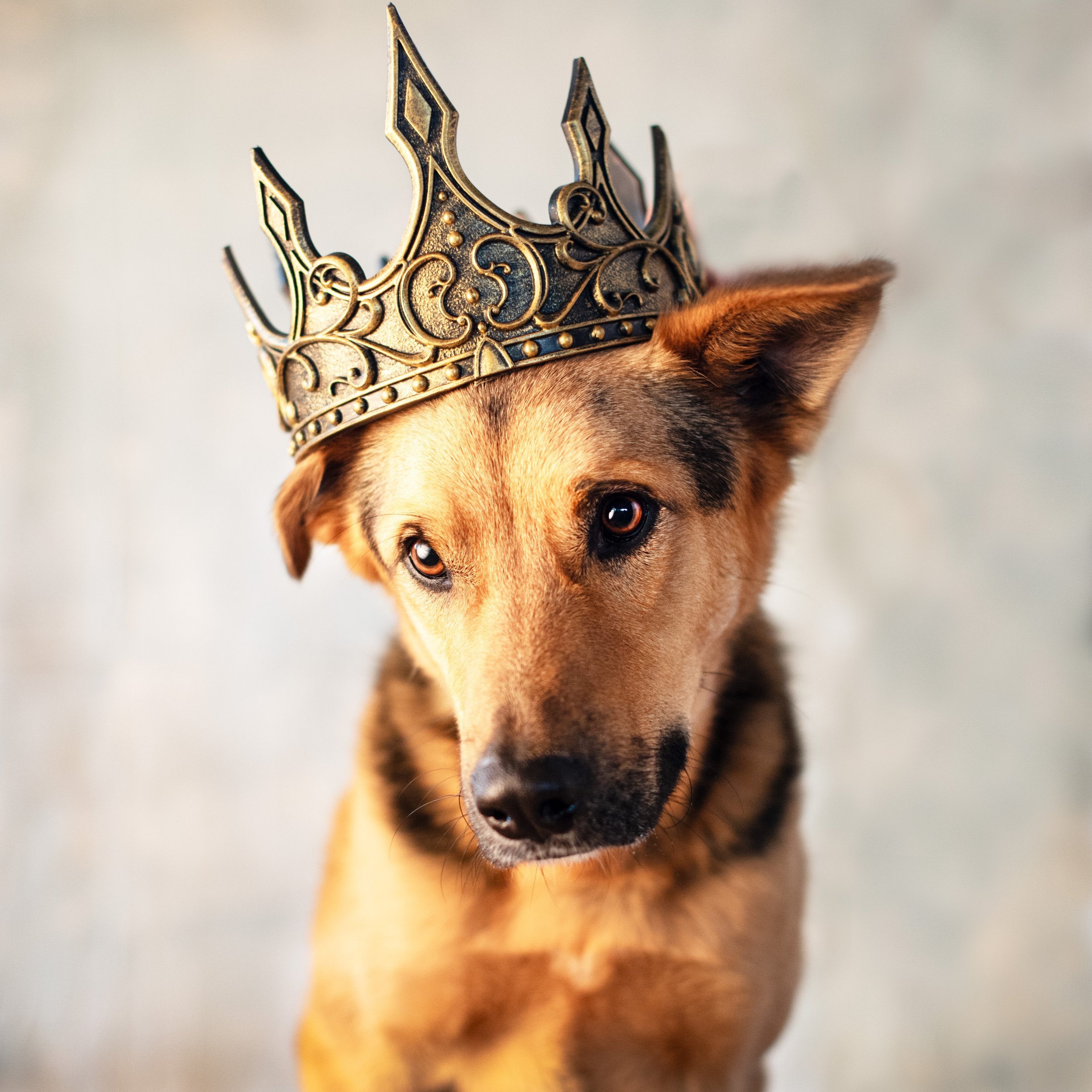 The best props for a dog photoshoot