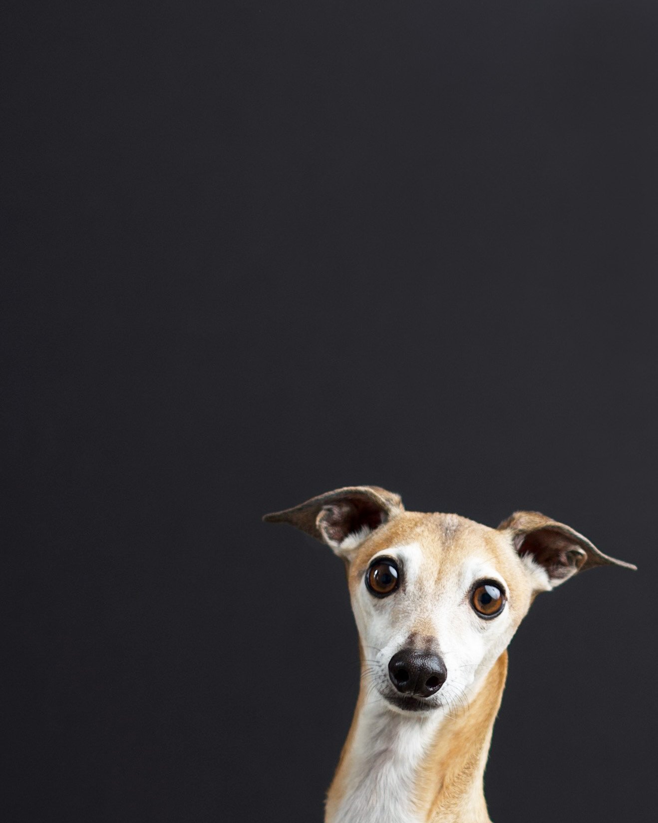 Why I Send a Questionnaire About Your Pet Before the Photoshoot