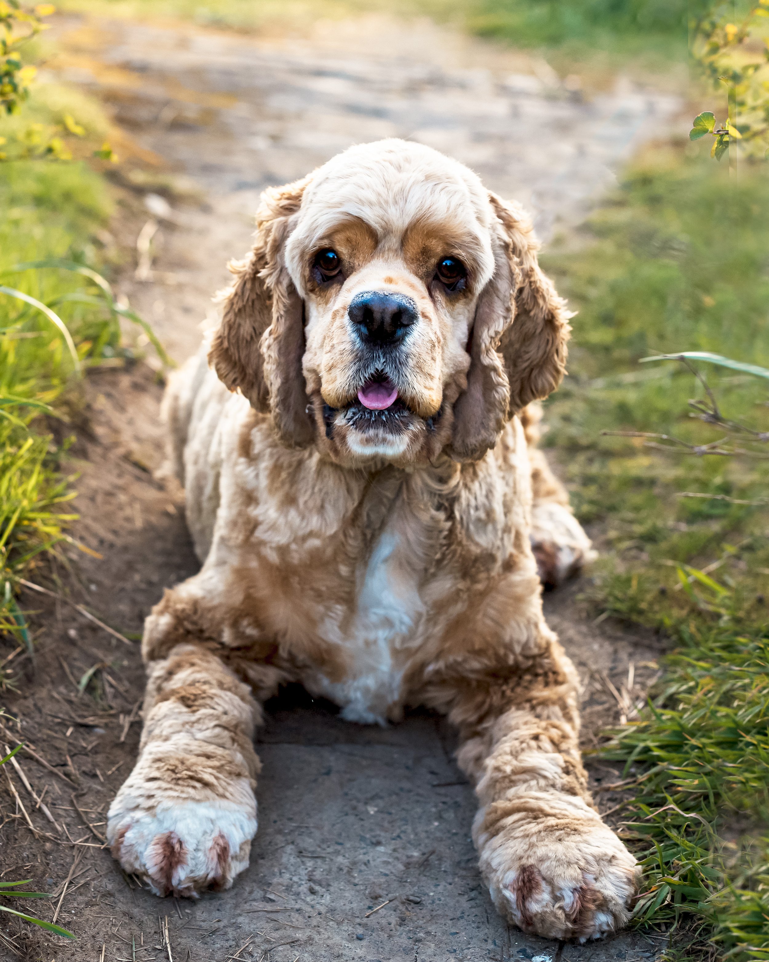 “But My Dog Can’t Be Off-Leash!” Myths About Outdoor Photos, Busted
