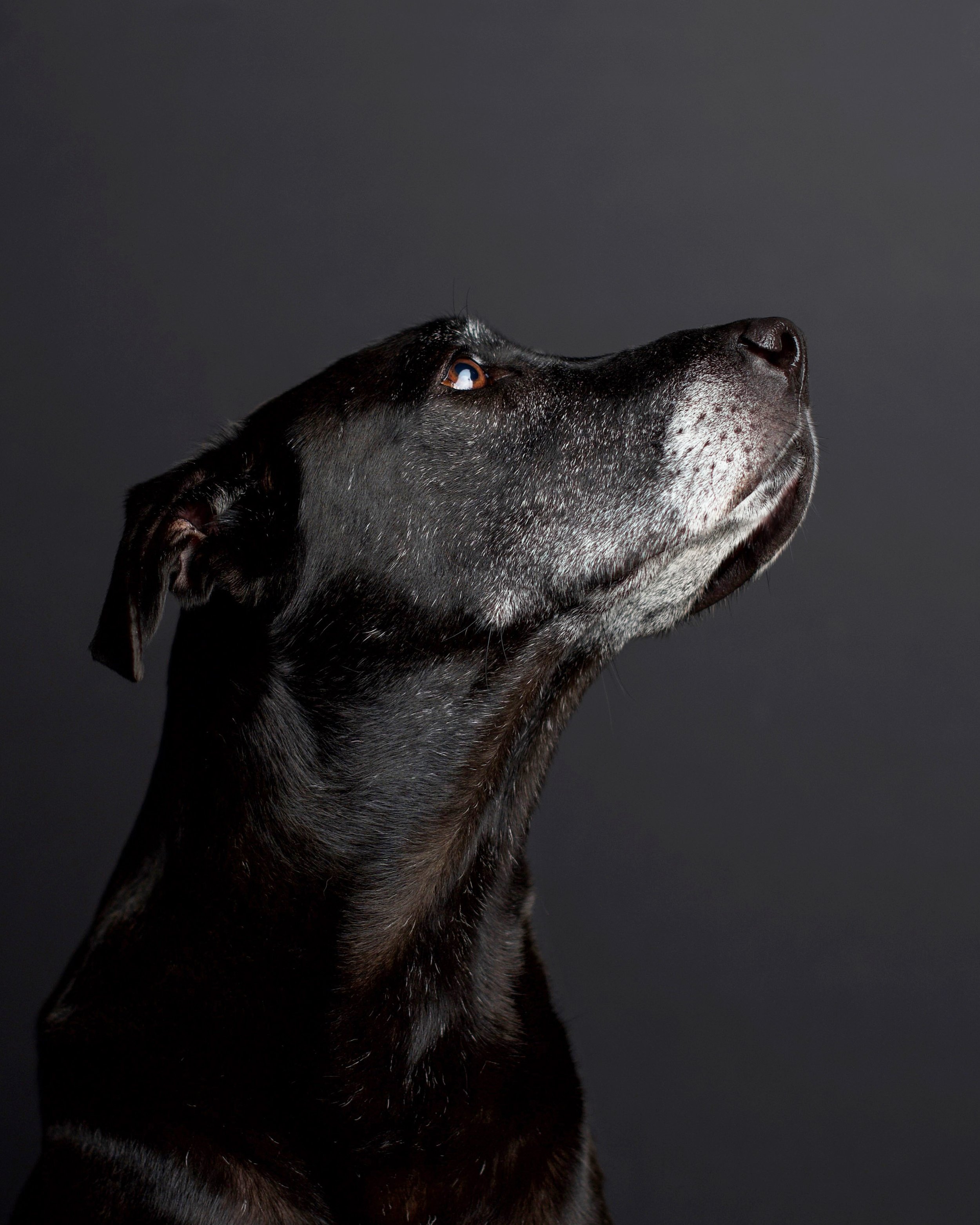 No such thing as a perfect dog