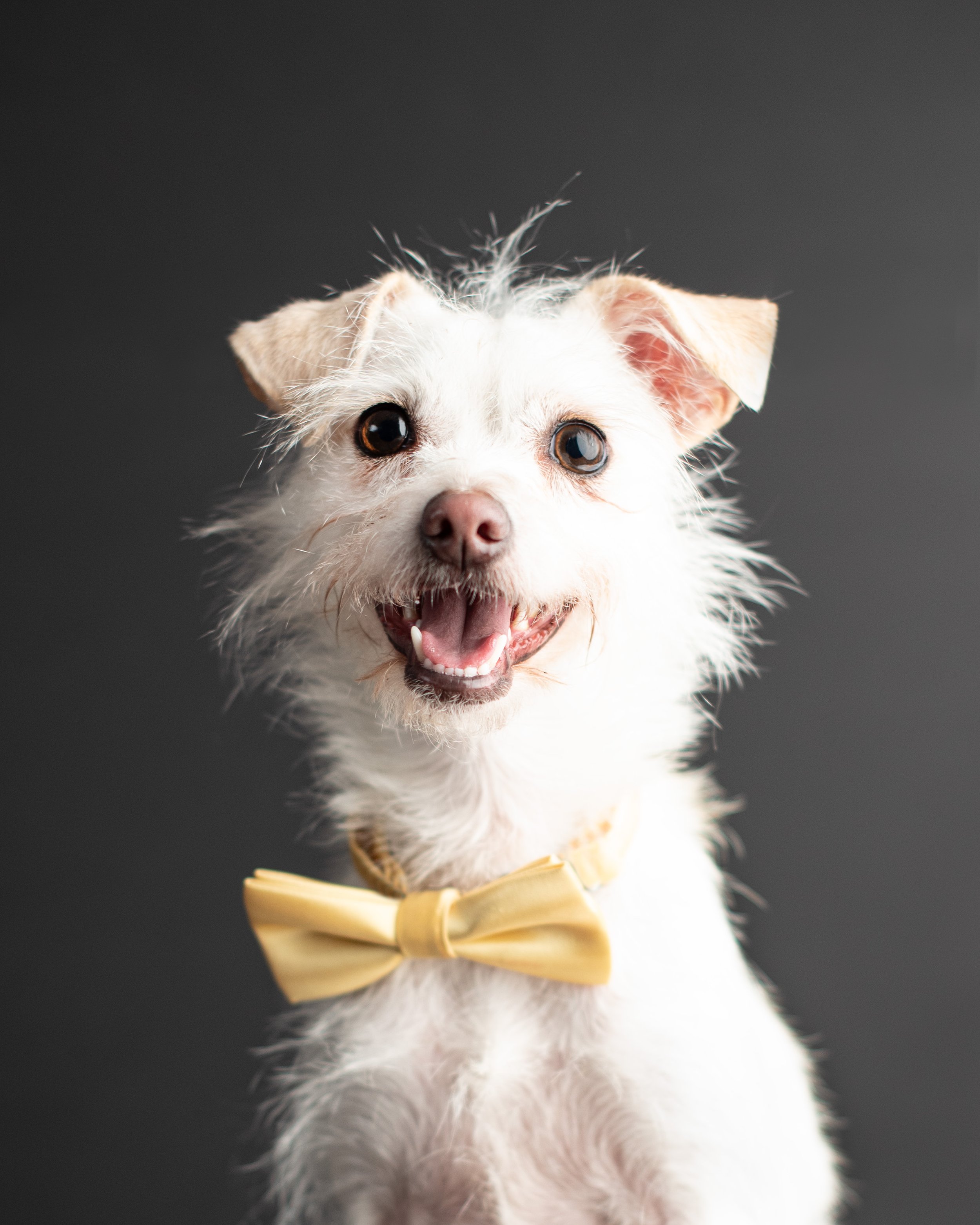 Small white dog wearing bowtie for photos